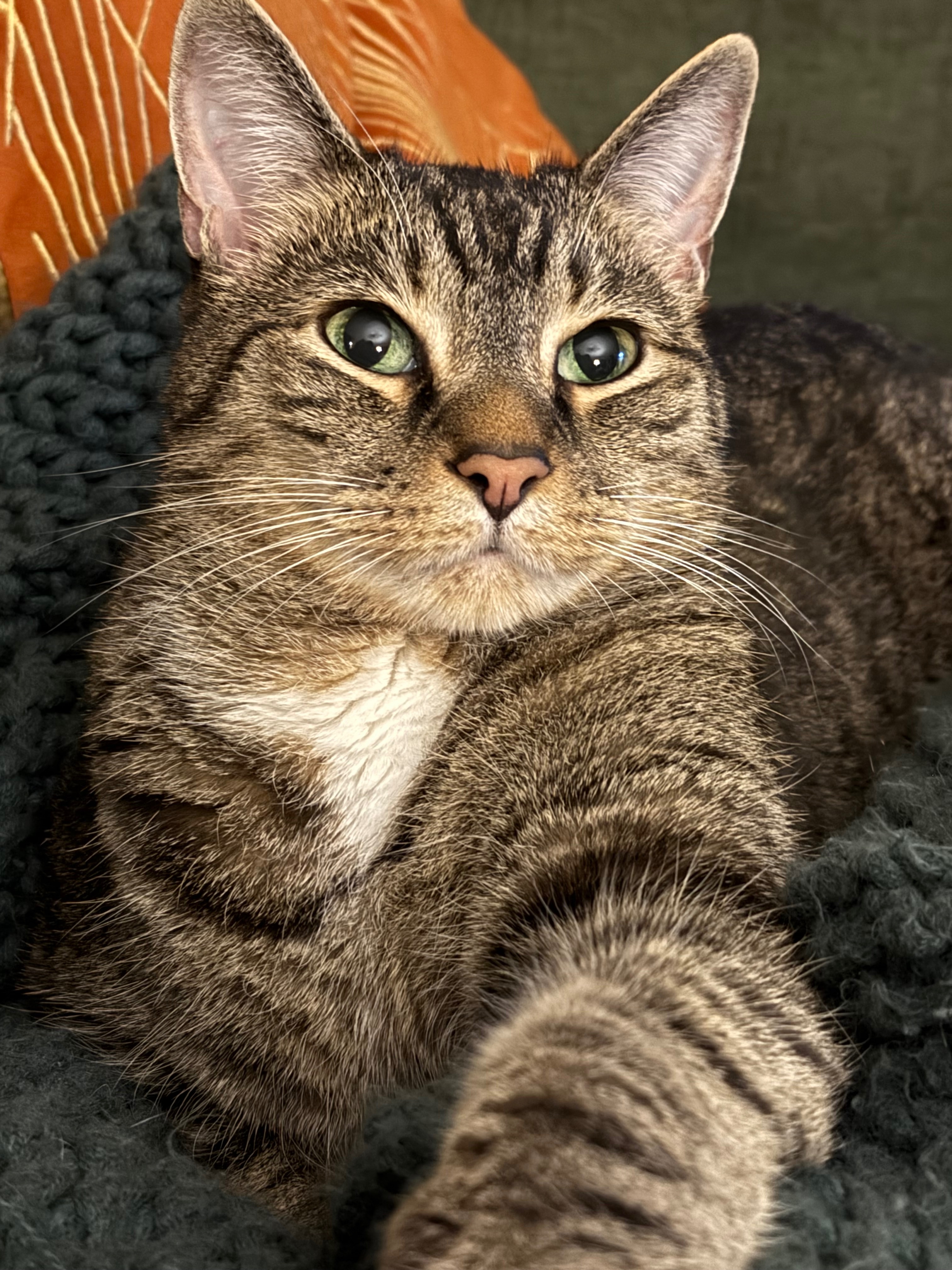 Help Koda Get the Care He Needs campaign photo, 2 of 8