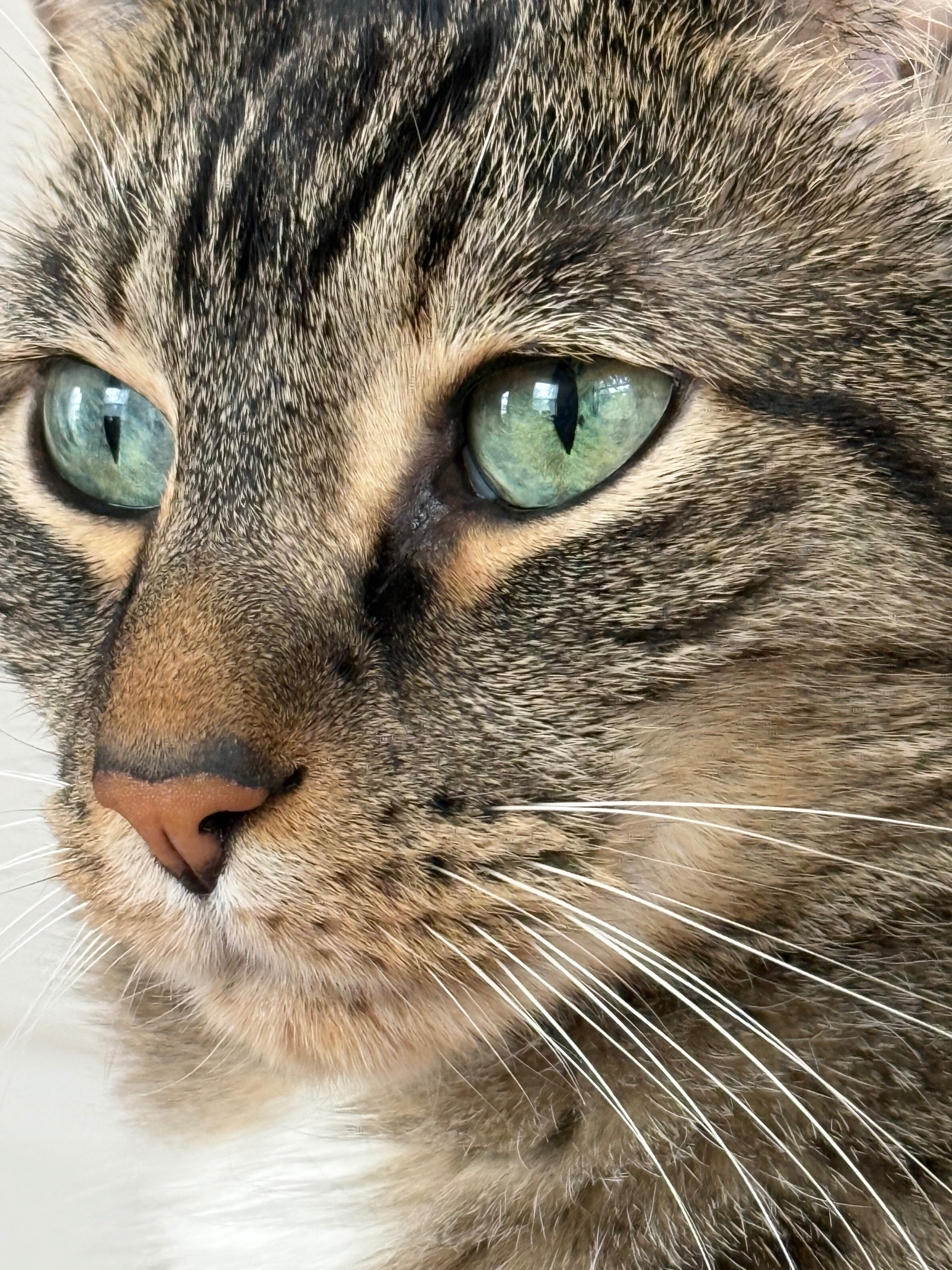 Help Koda Get the Care He Needs campaign photo, 4 of 8