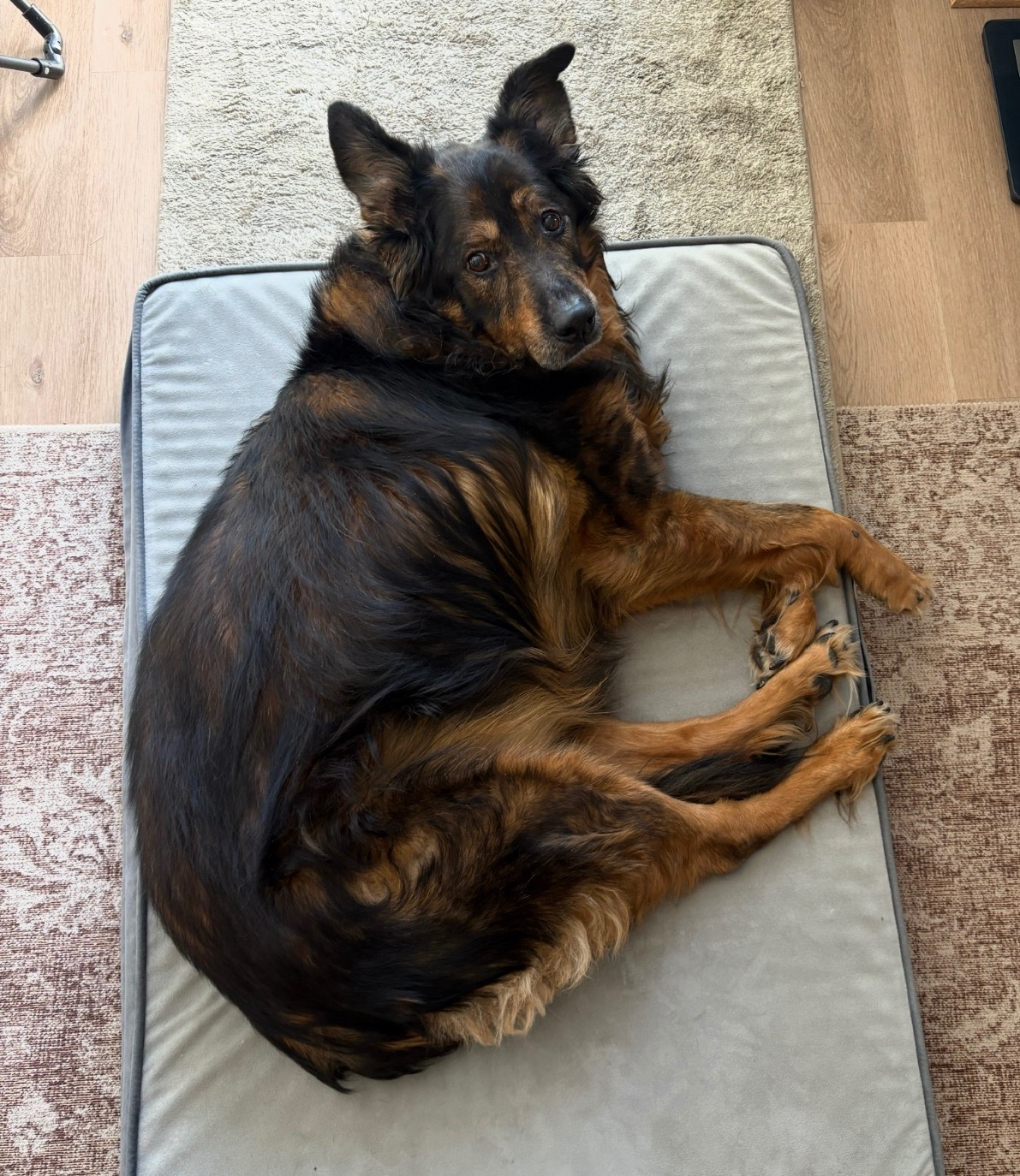Fundraiser by Cammie Lopez : Support Argos’s Surgery Fund