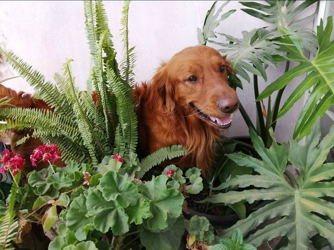 Foto de la recaudación de fondos Help Lu with vet bills after losing Maxxie to cancer, 2 de 4