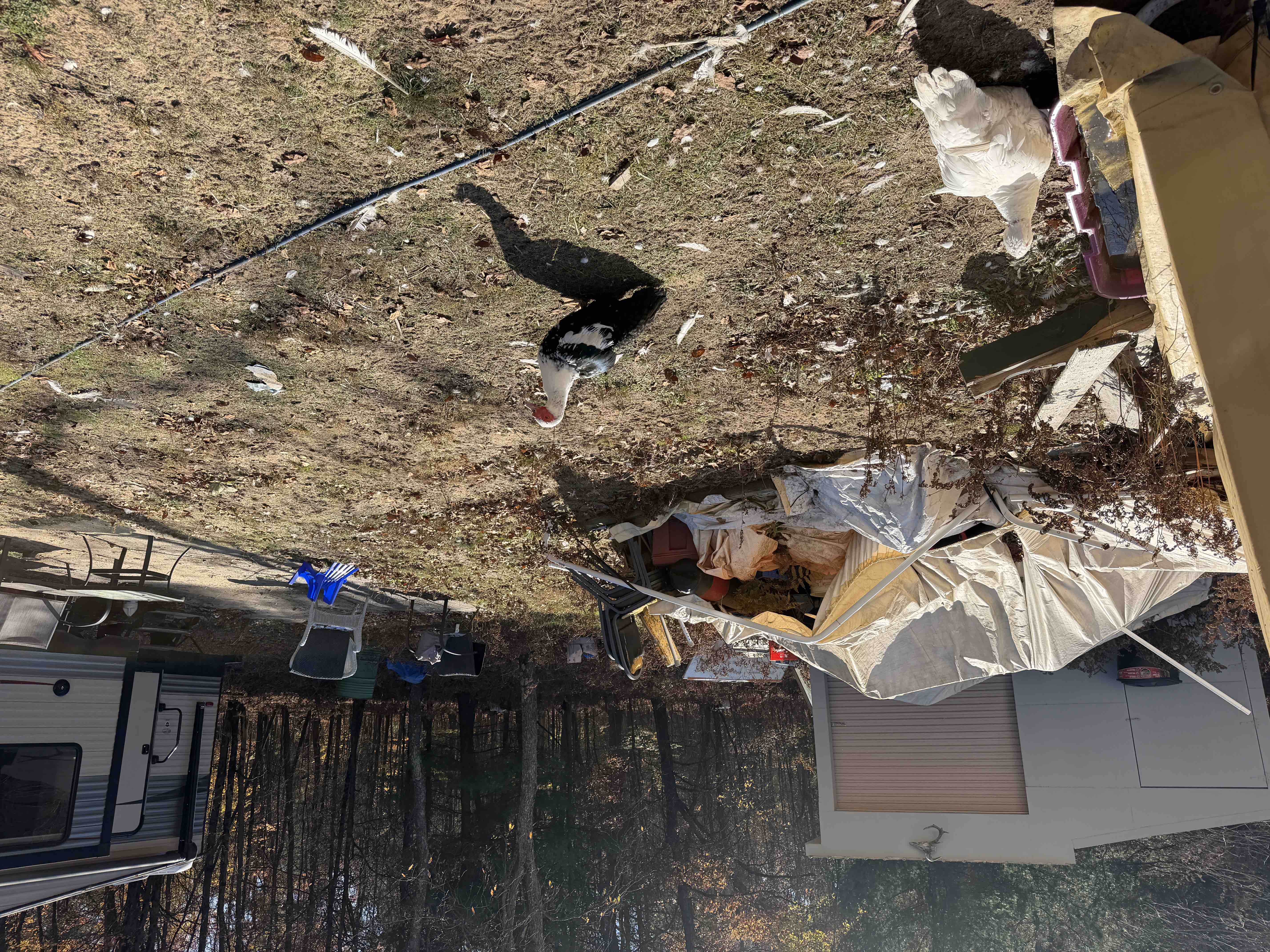 Tornado hit animal sanctuary and rescue campaign photo, 8 of 13