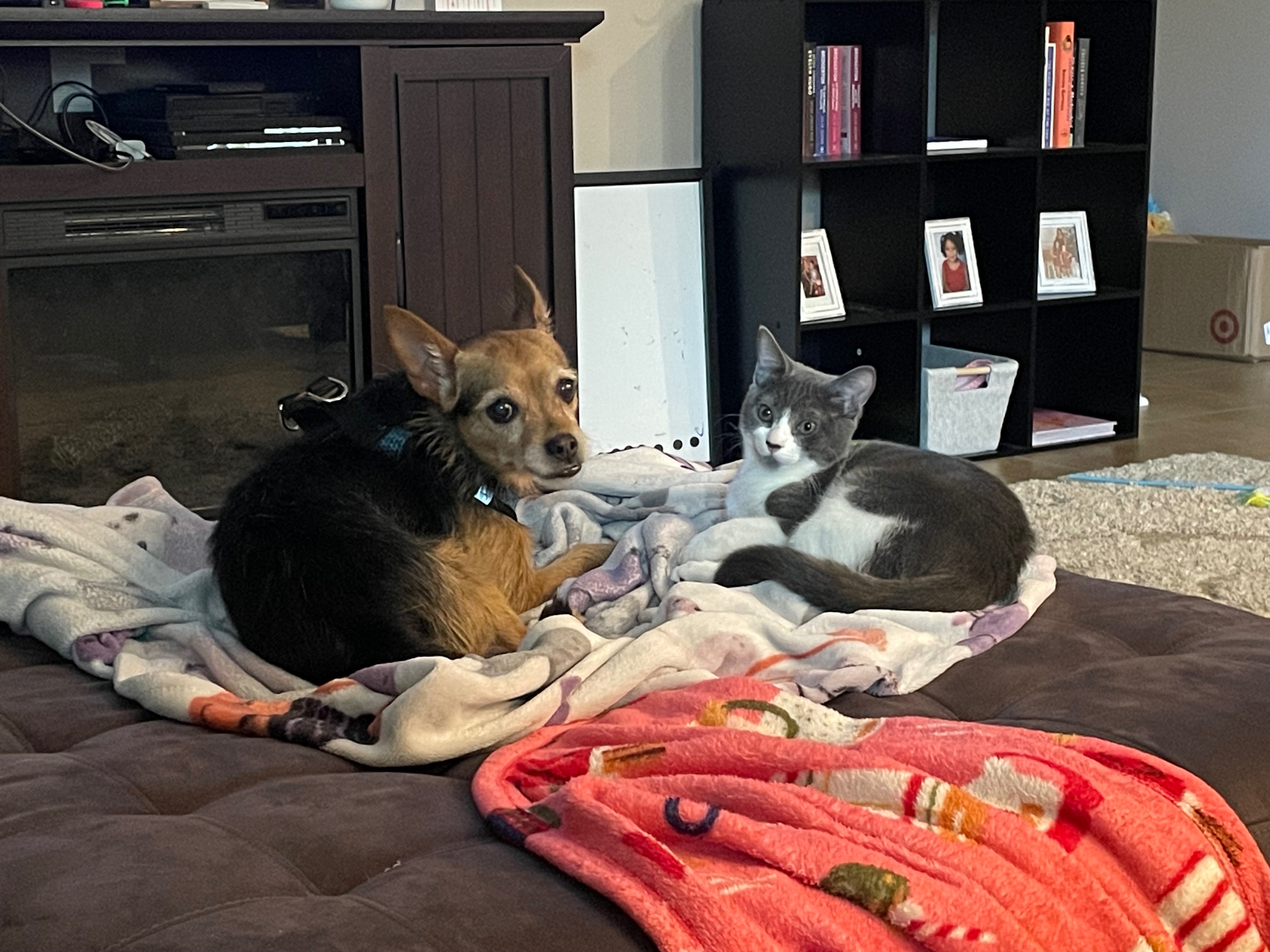 Emergency Over 50 Sign Fundraiser by Katie Williams : Mabel's Emergency Surgery