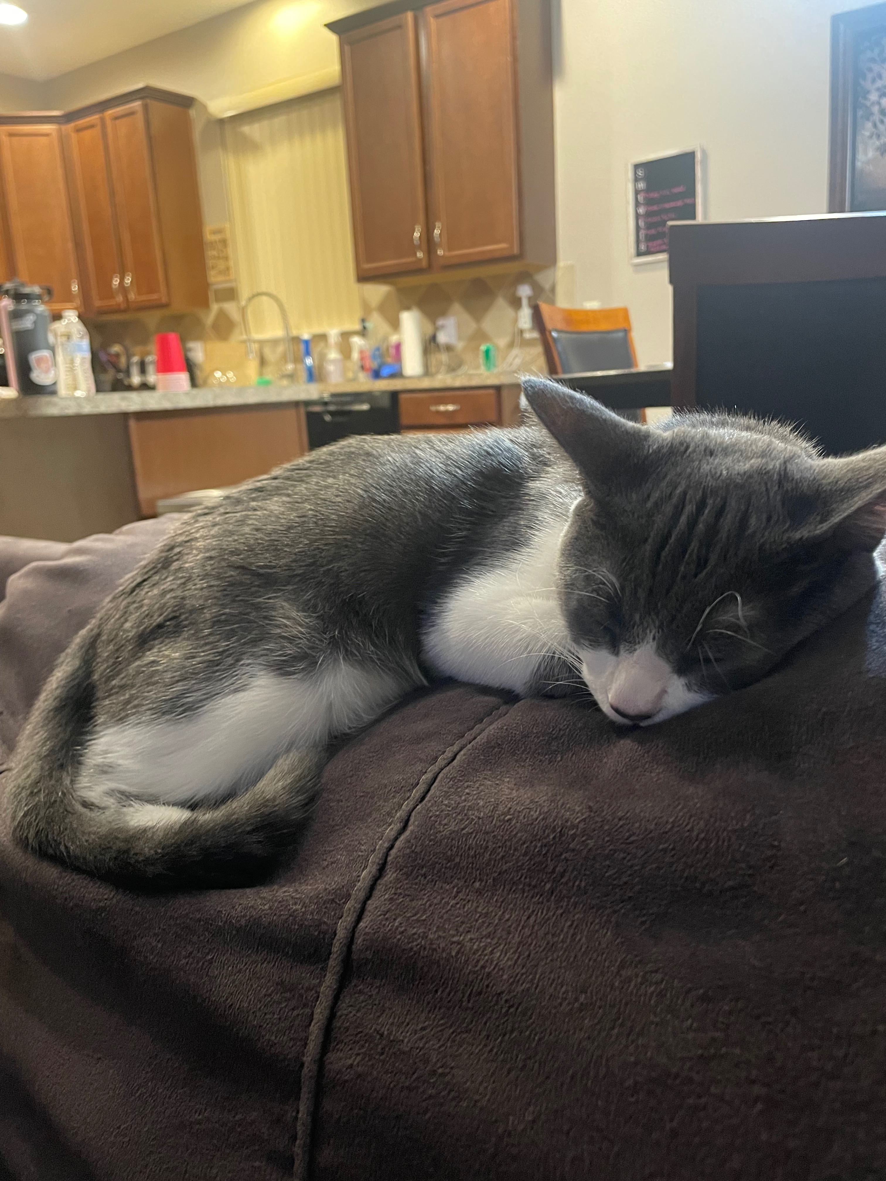 Emergency Over 50 Sign Fundraiser by Katie Williams : Mabel's Emergency Surgery