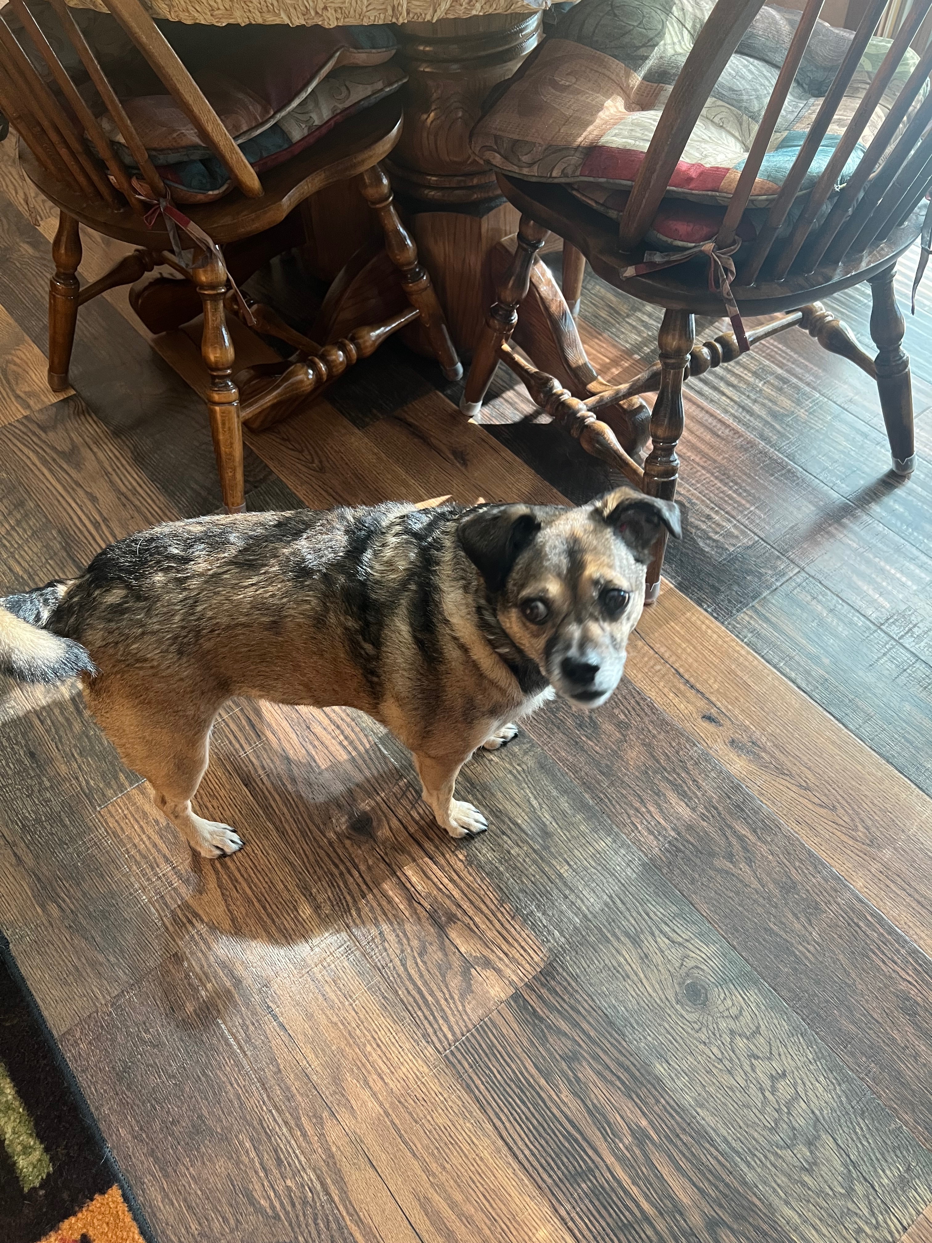 Fundraiser by Julie Crowe : Snickers's Veterinary Care Fund