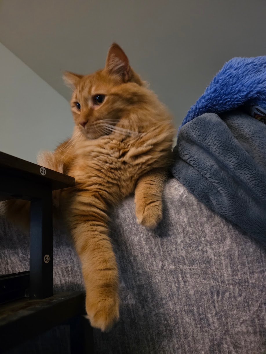 Fundraiser by Tiny Octopus : For the Cats: A House Fund