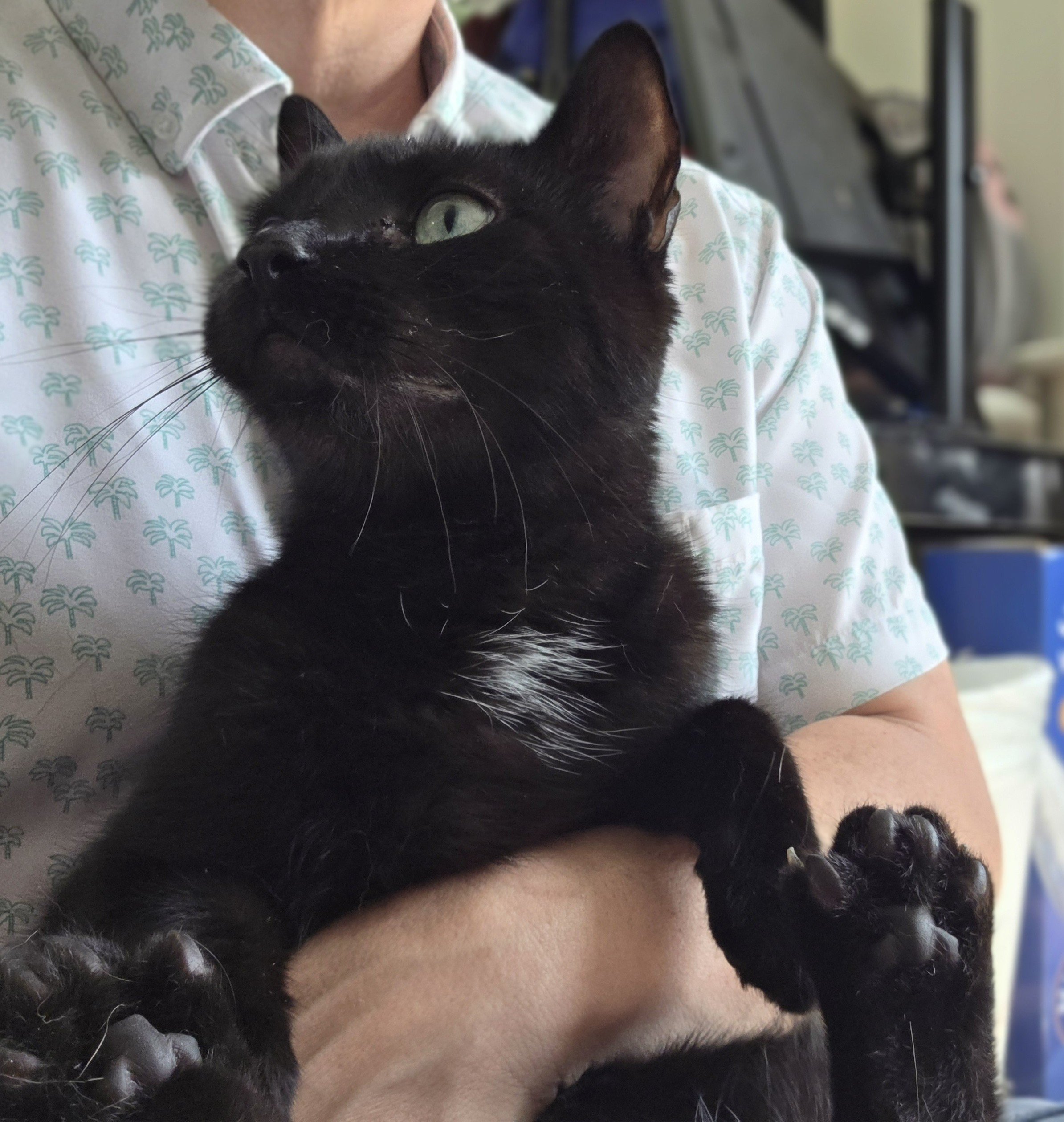 Fundraiser by Tiny Octopus : For the Cats: A House Fund
