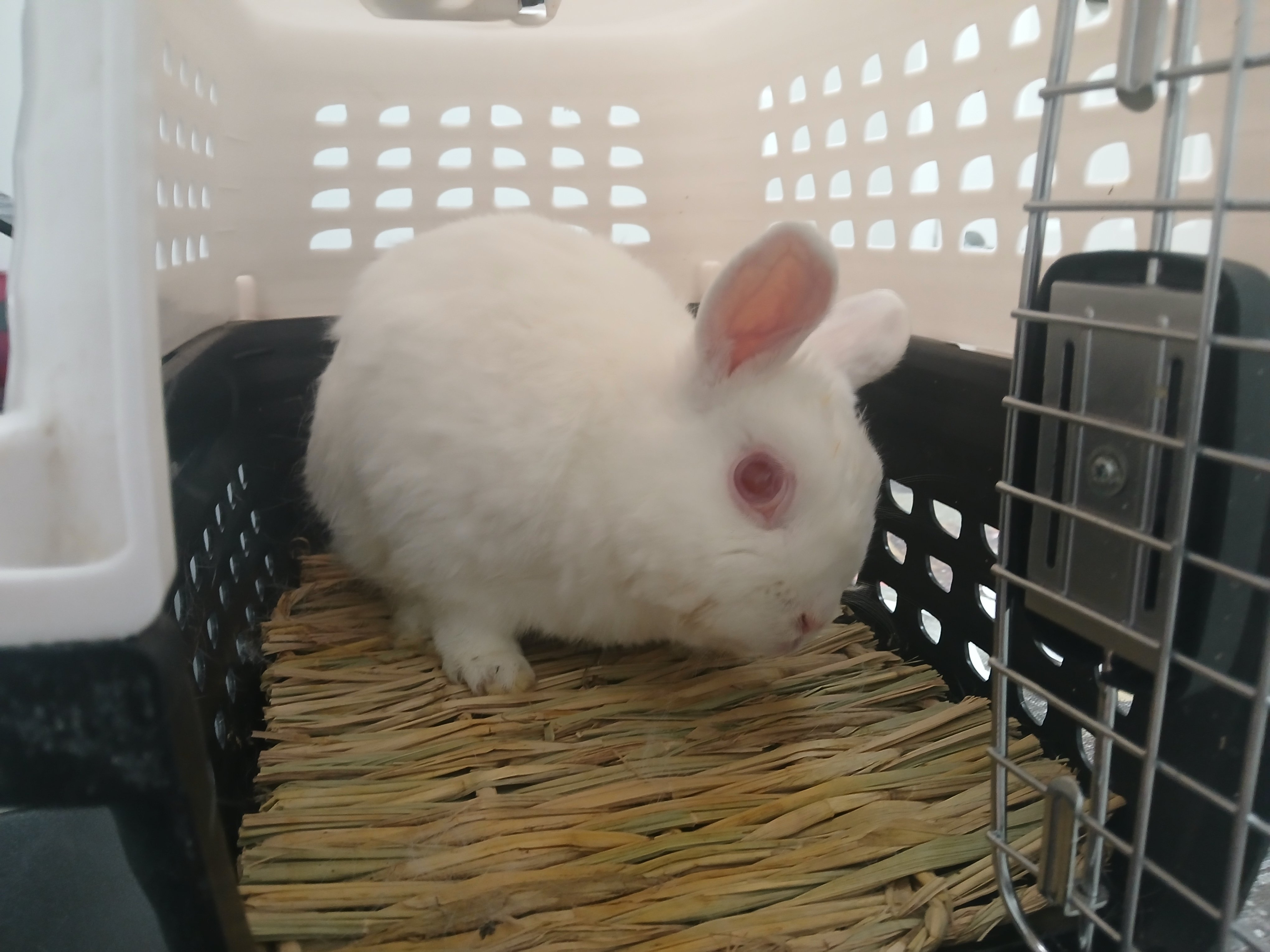 Tooth Working Fundraiser by Ryan Russell : Cloud Needs Urgent Dental Work, Stop ...