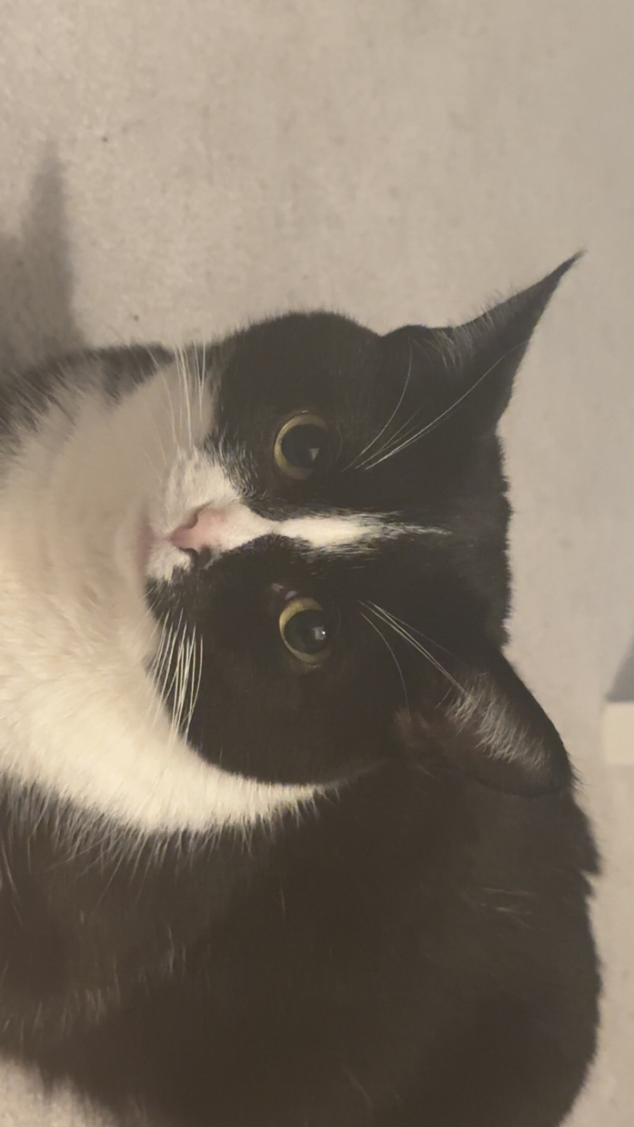 Fundraiser by Mimi Khur : Help Mimi’s Cat Get Urgent Vet Care