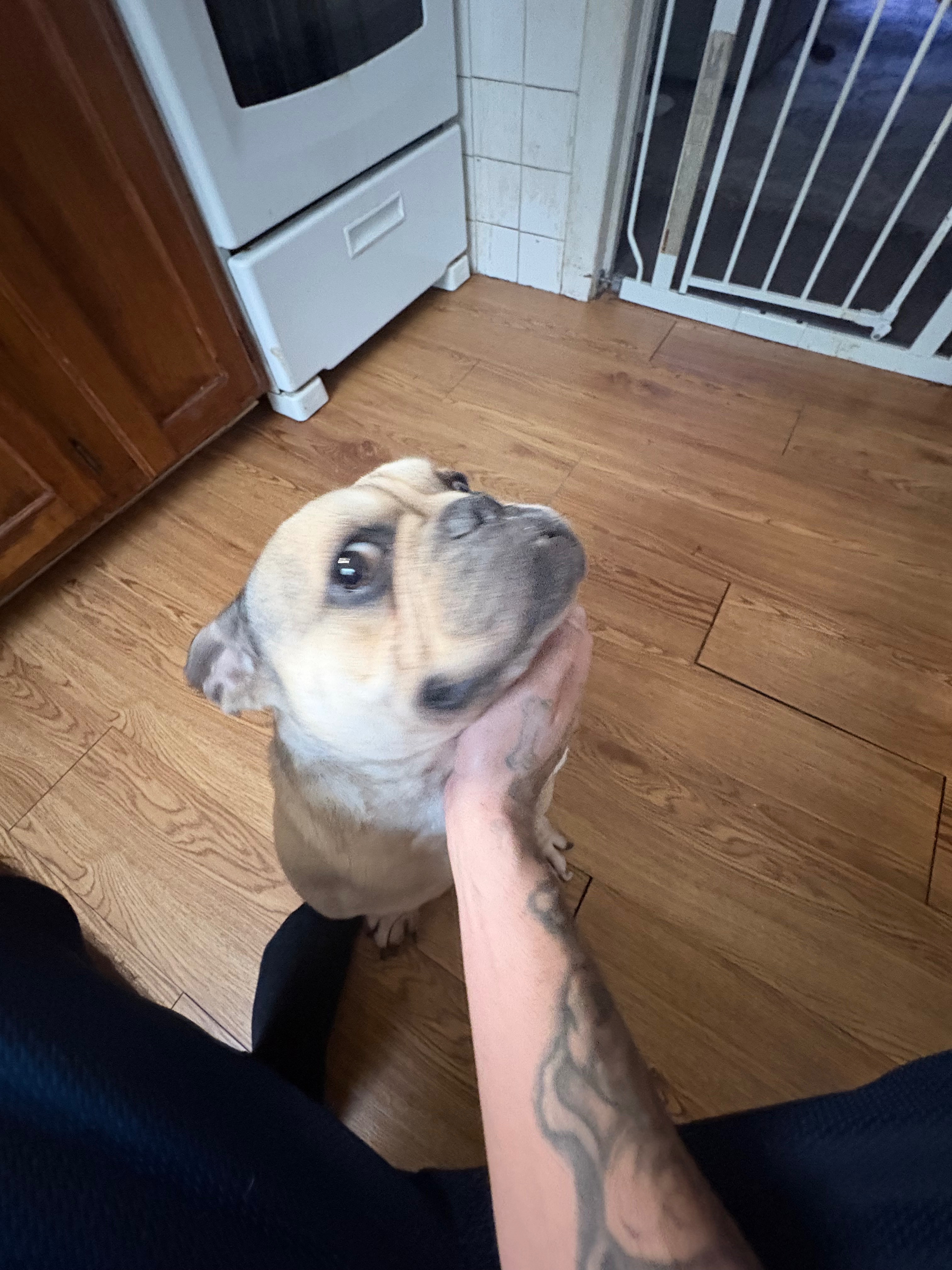 Fundraiser by Alex A : Help Ace Get Urgent Vet Care