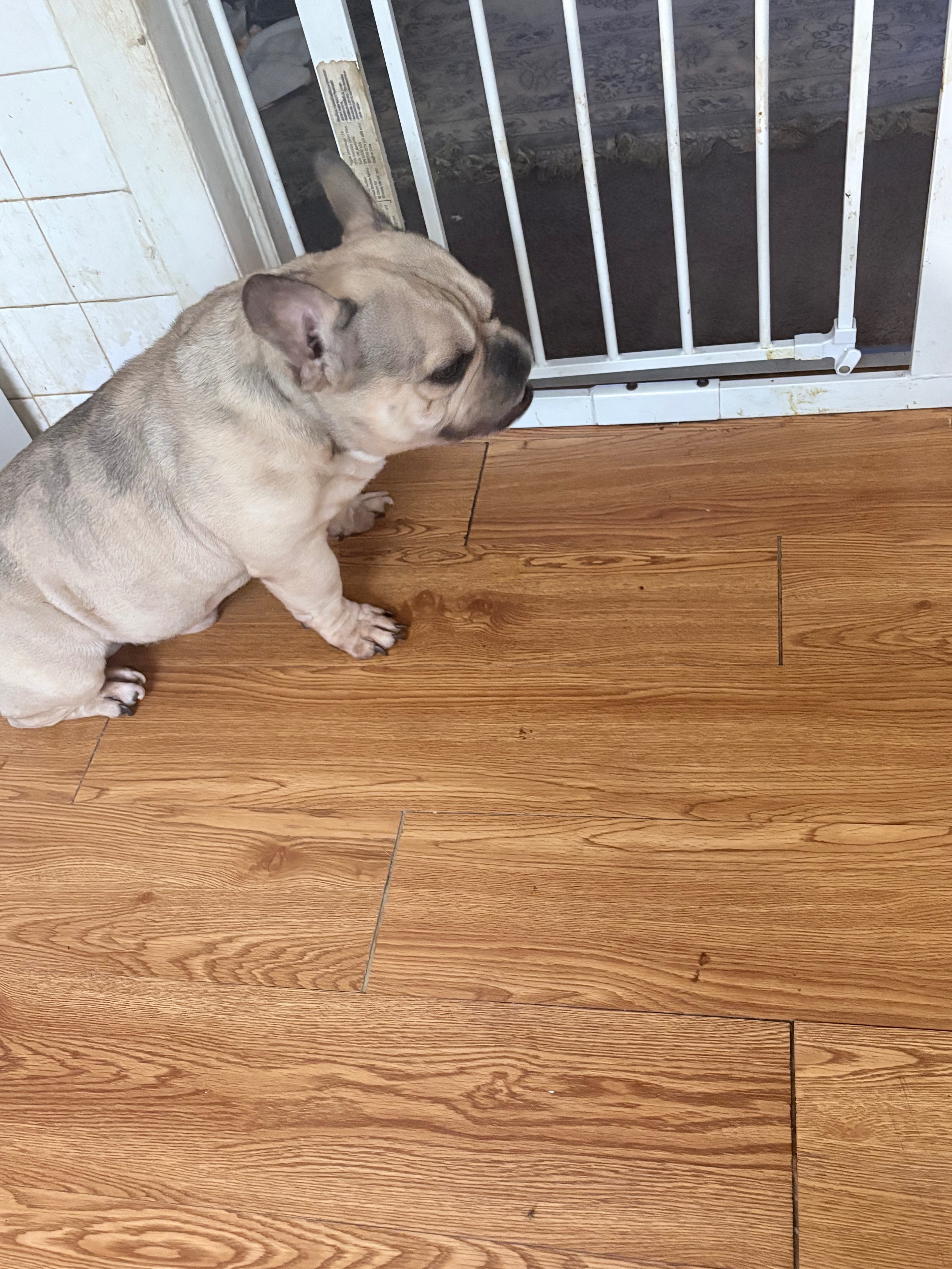 Fundraiser by Alex A : Help Ace Get Urgent Vet Care
