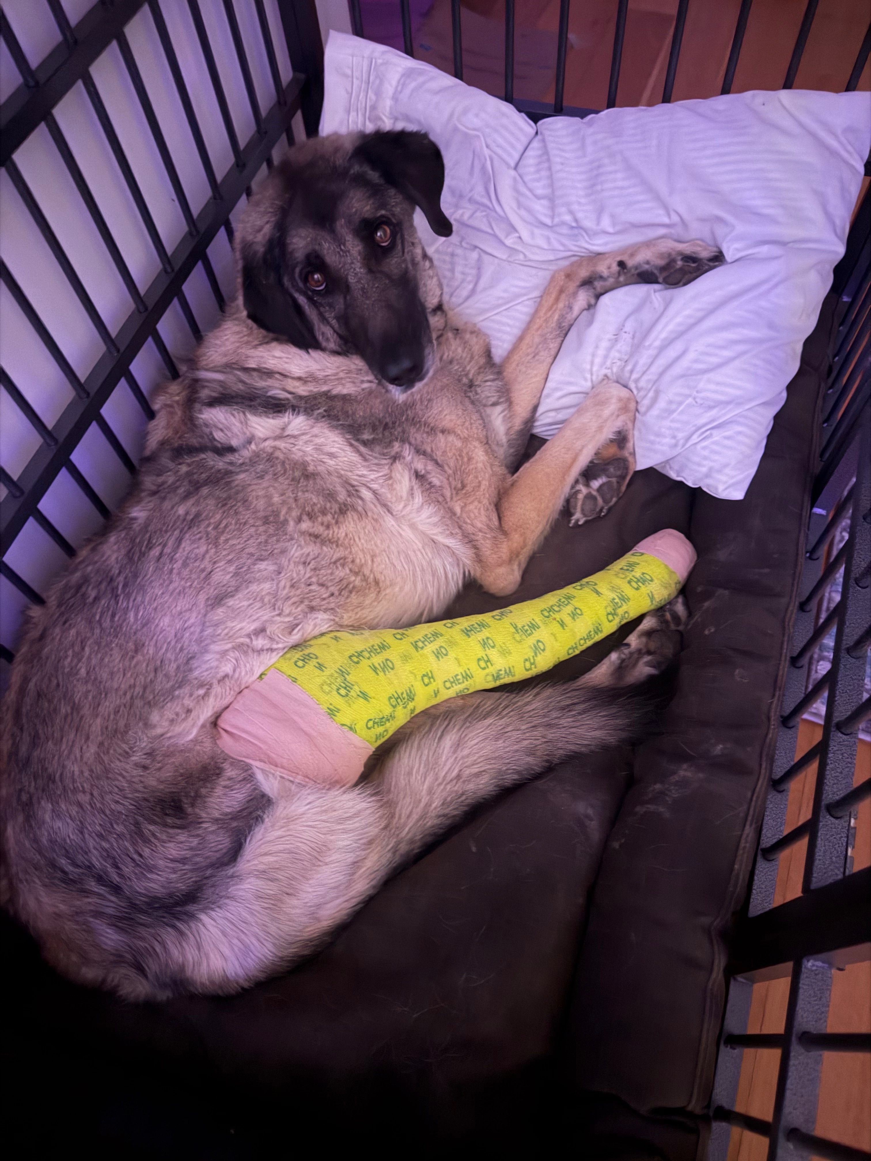 Help Chai Recover After Surgery campaign photo, 4 of 8
