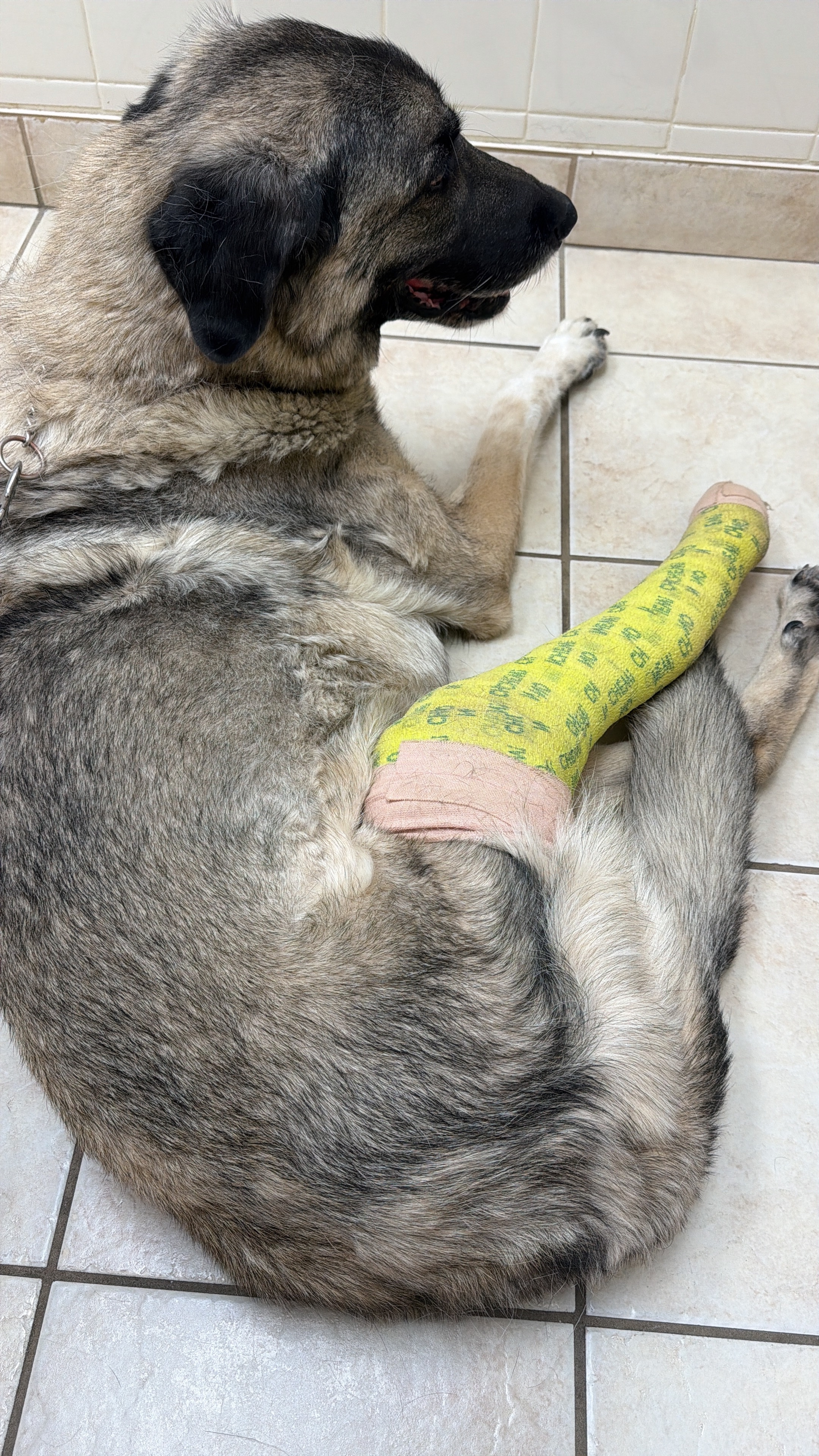 Help Chai Recover After Surgery campaign photo, 5 of 8