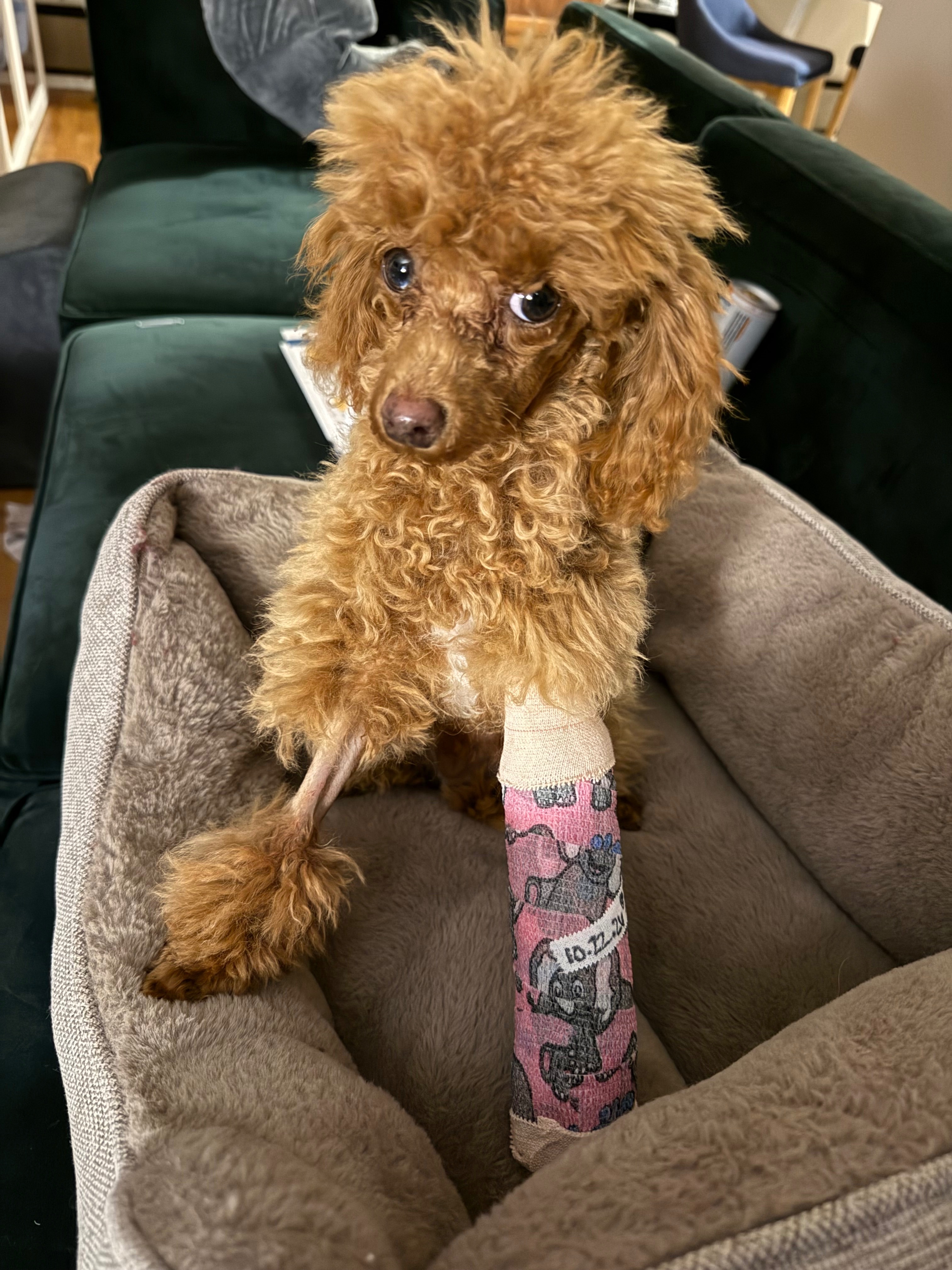 Alfie’s Surgery Fund campaign photo, 5 of 8