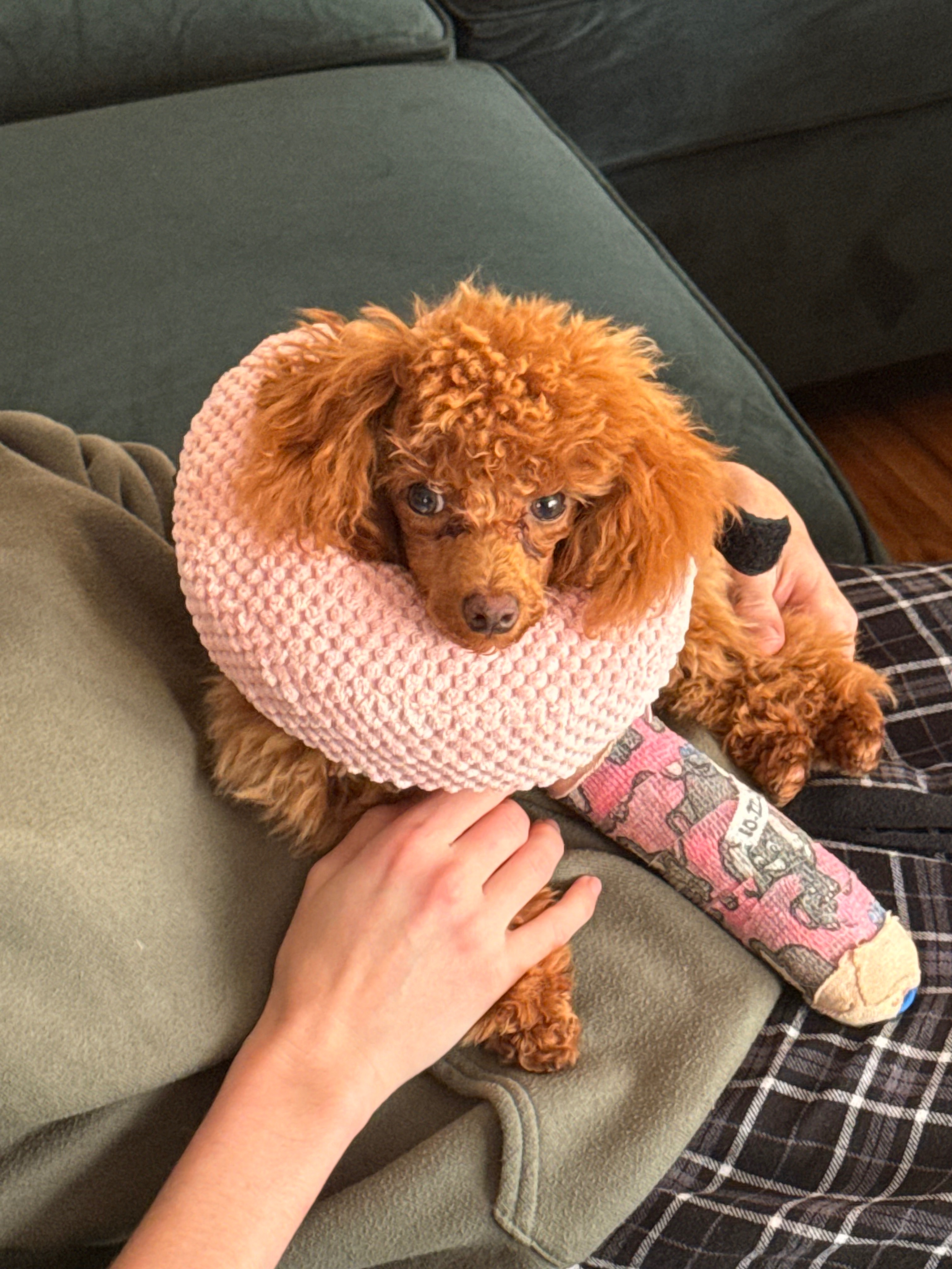 Alfie’s Surgery Fund campaign photo, 4 of 8