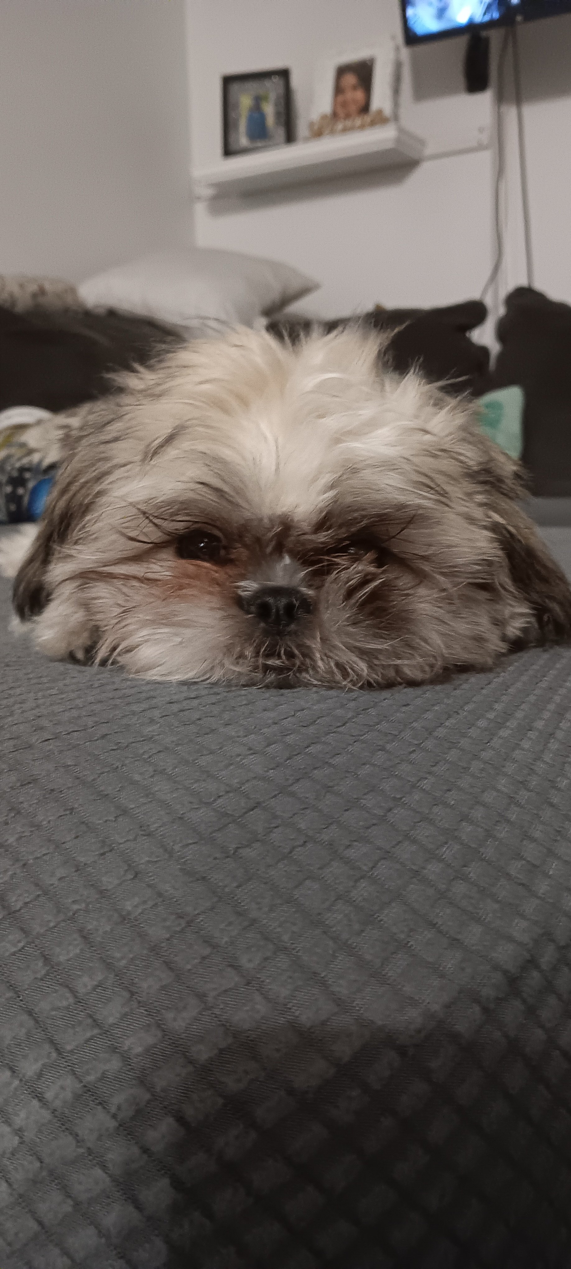 Tobi's Emergency Vet Bills campaign photo, 4 of 8