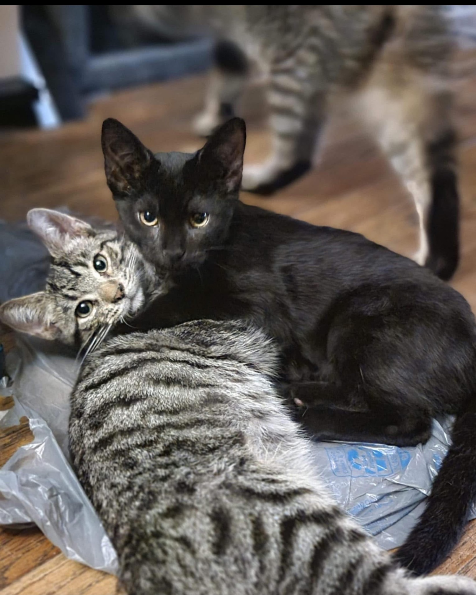 Fundraiser by Debra Chiarizia : Help Shy and Emily Rebuild
