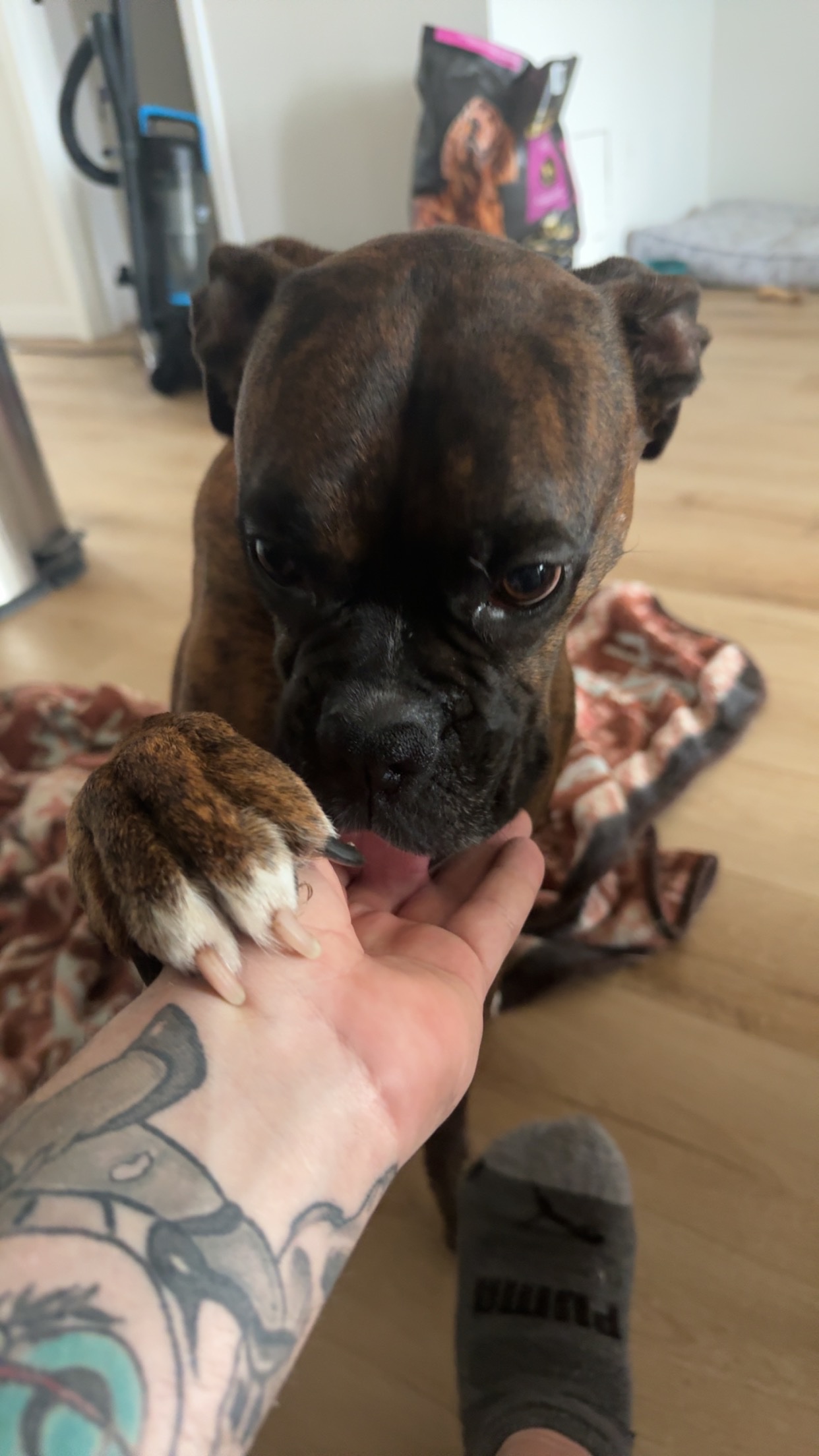 Fundraiser by Brandon Meidinger : Help Mia Heal After a Dog Attack