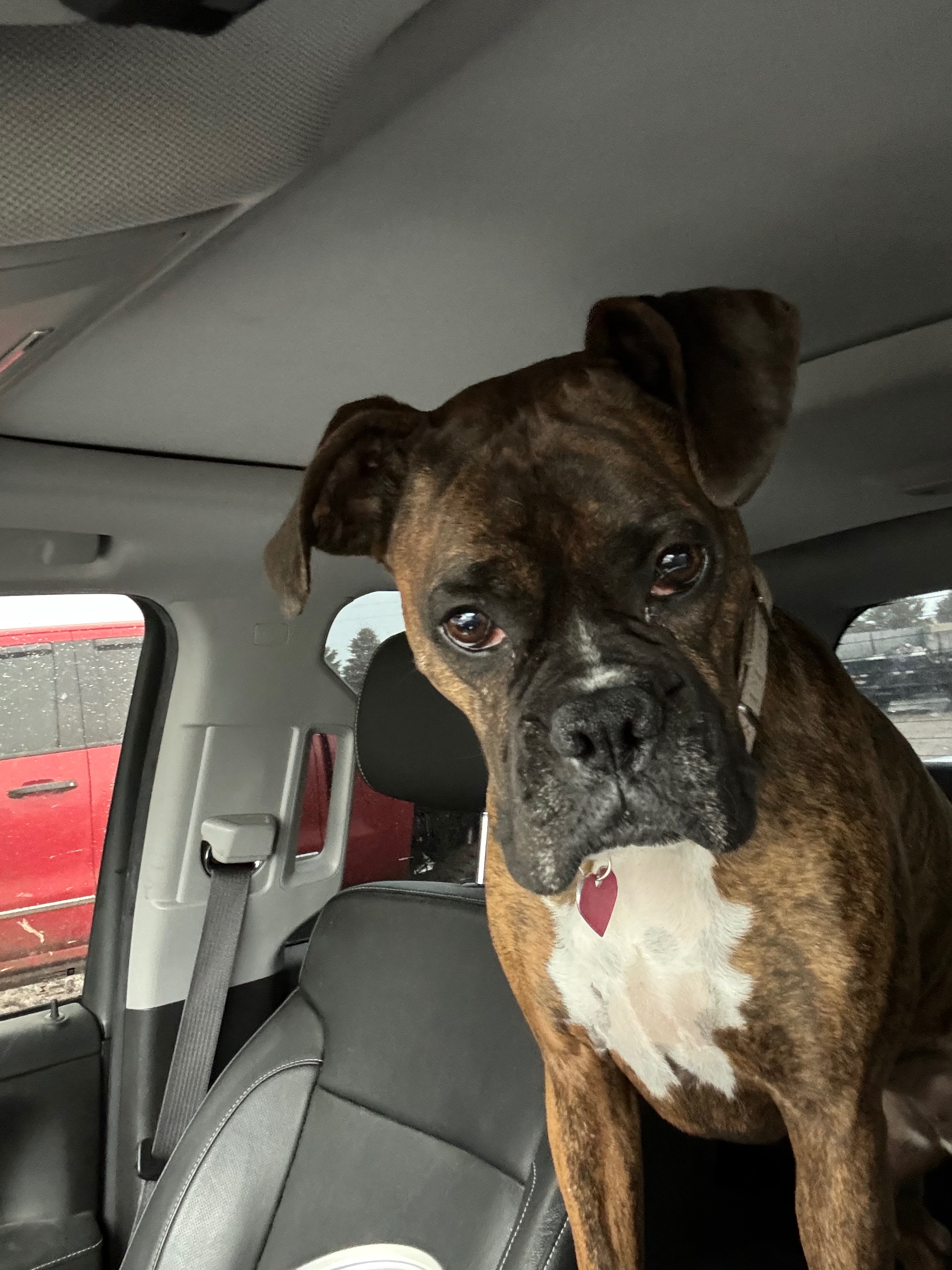 Fundraiser by Brandon Meidinger : Help Mia Heal After a Dog Attack