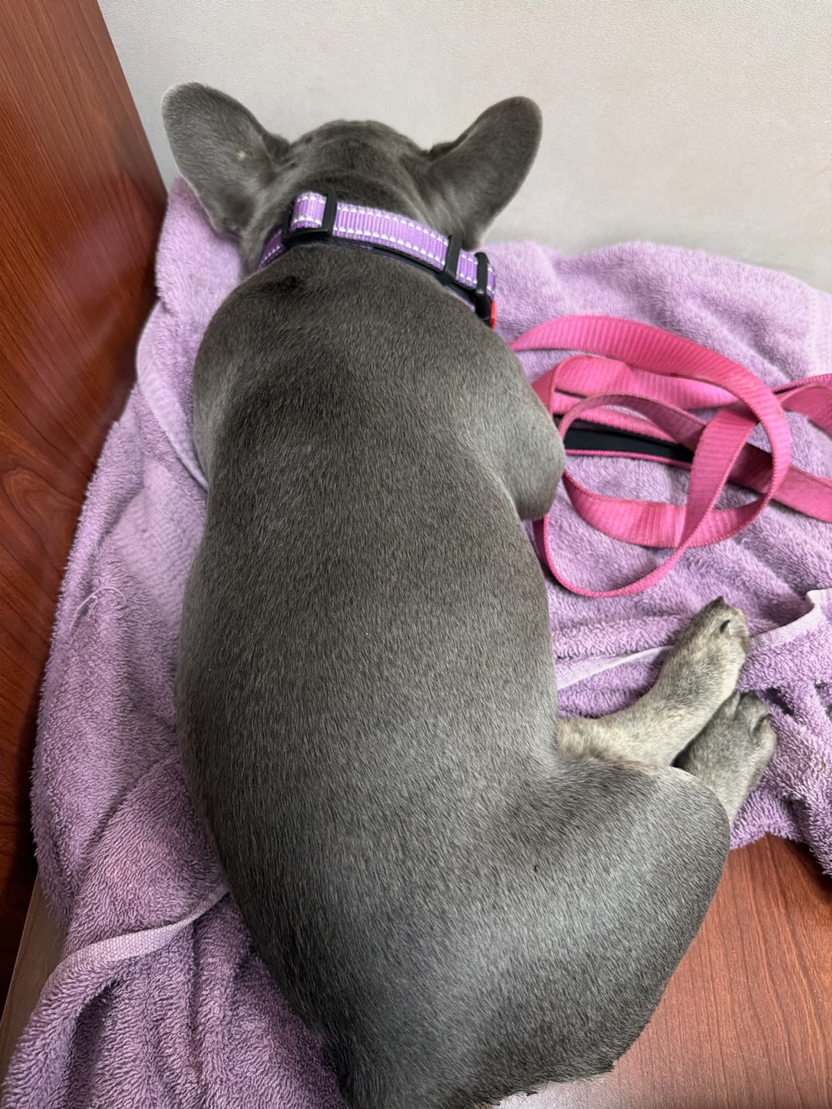 Help Marley Get Corrective Surgery campaign photo, 5 of 8