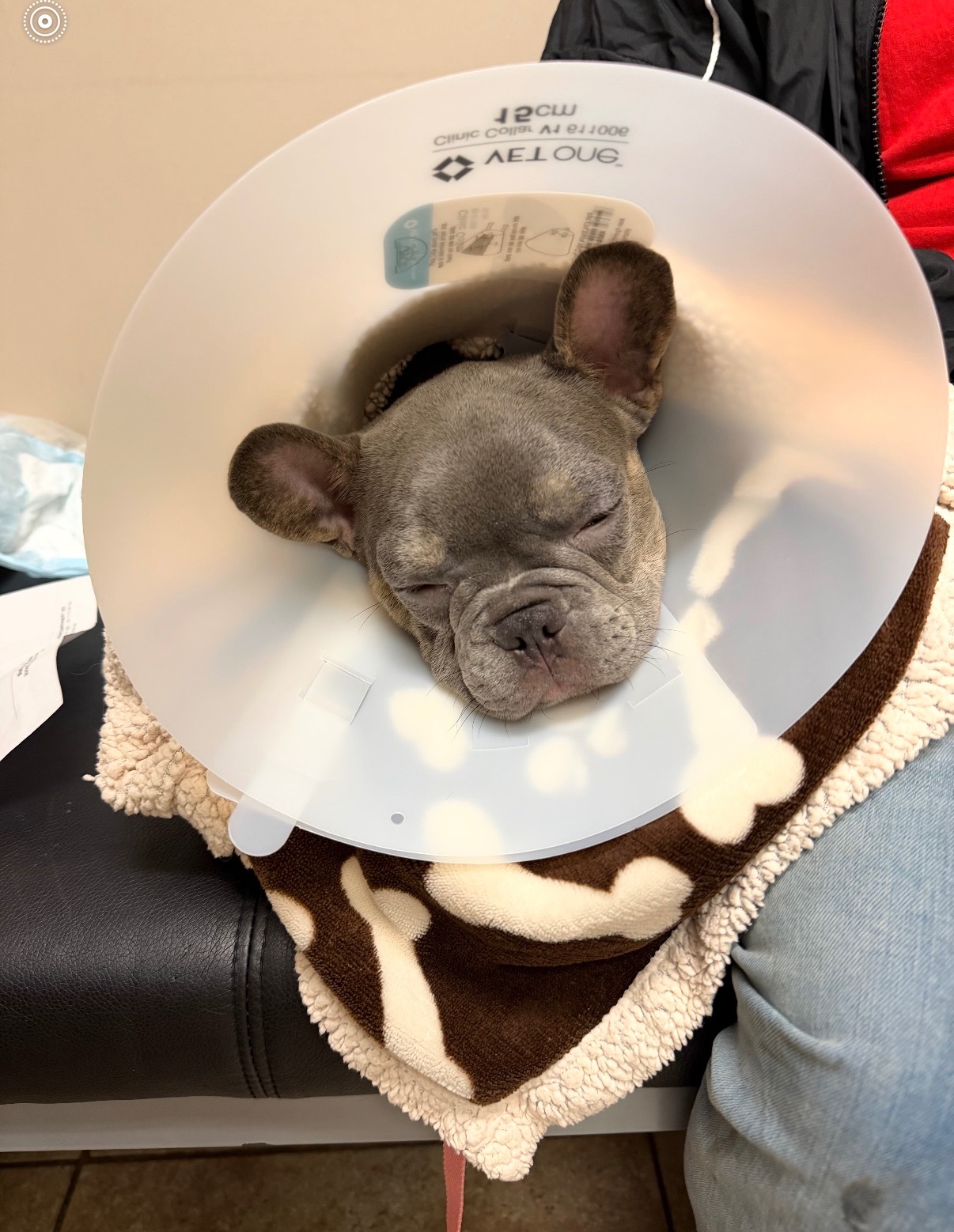 Help Marley Get Corrective Surgery campaign photo, 4 of 8