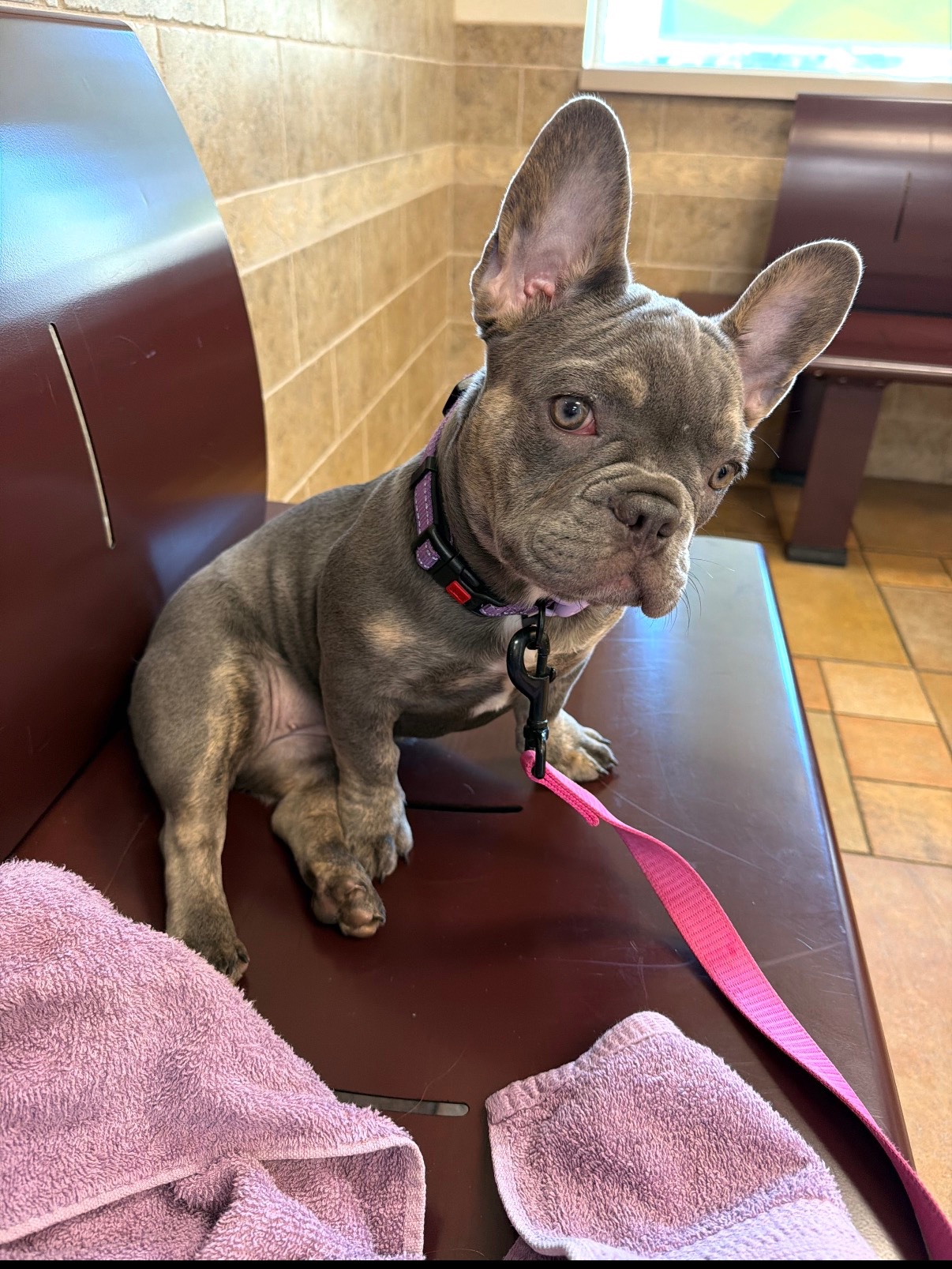 Help Marley Get Corrective Surgery campaign photo, 6 of 8