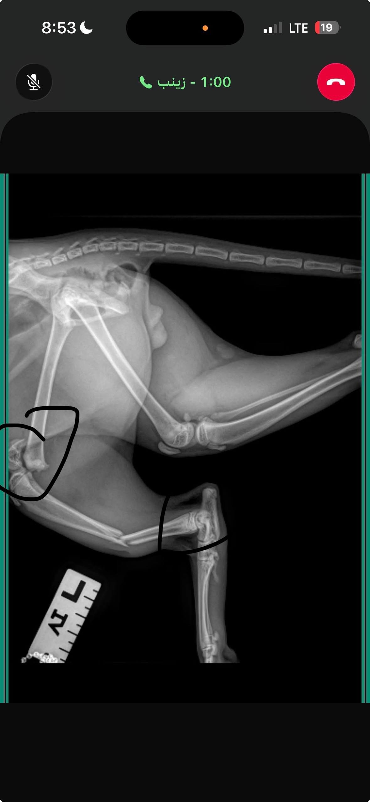 Rambo's Emergency Vet Care campaign photo, 7 of 8