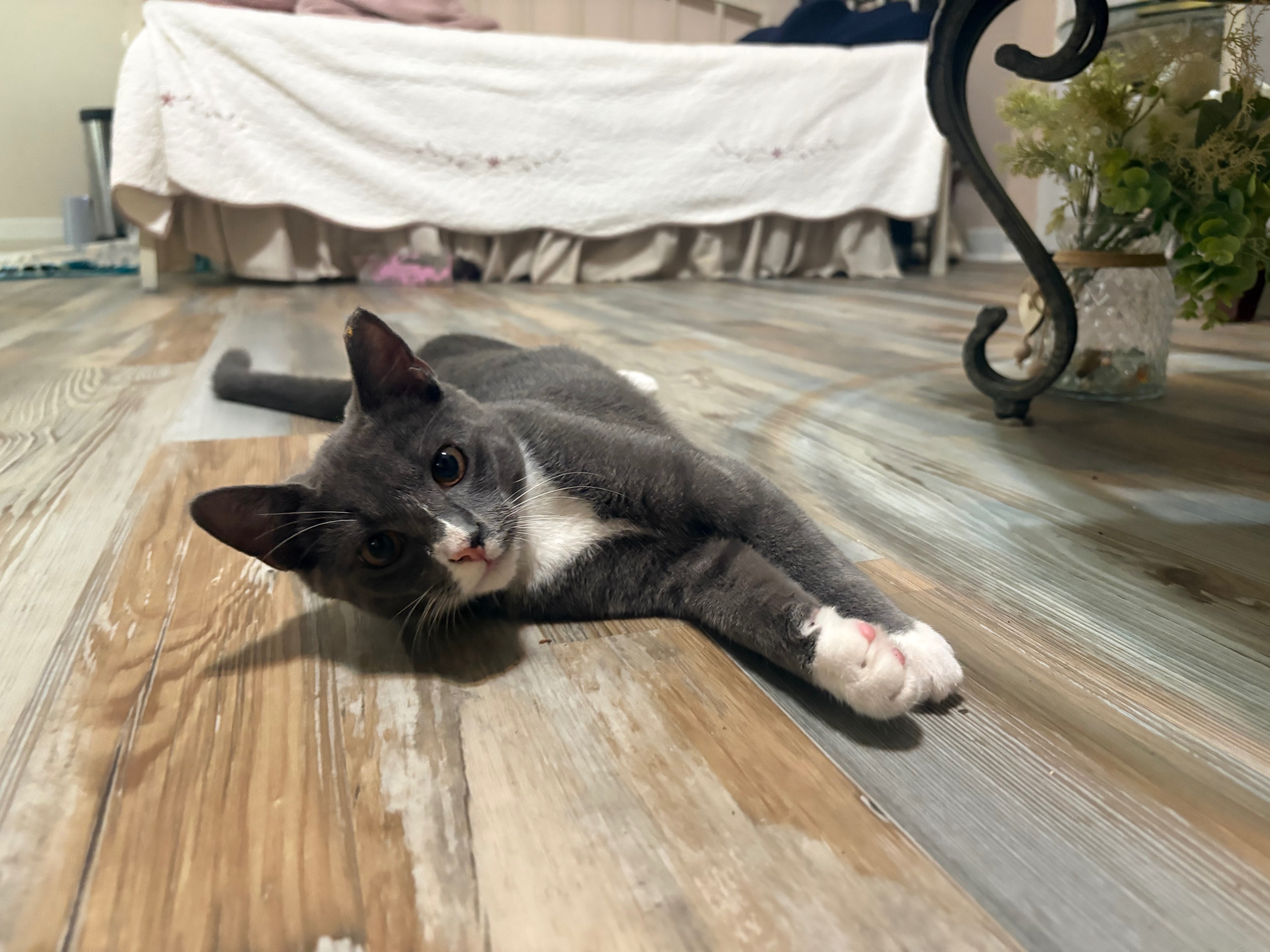 Rambo's Emergency Vet Care campaign photo, 5 of 8