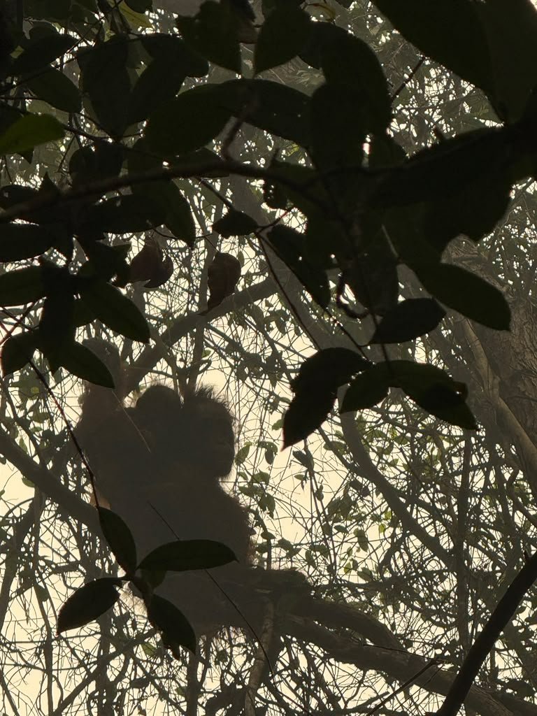 Save Borneo's Rainforests – From Fire to Recovery campaign photo, 7 of 8