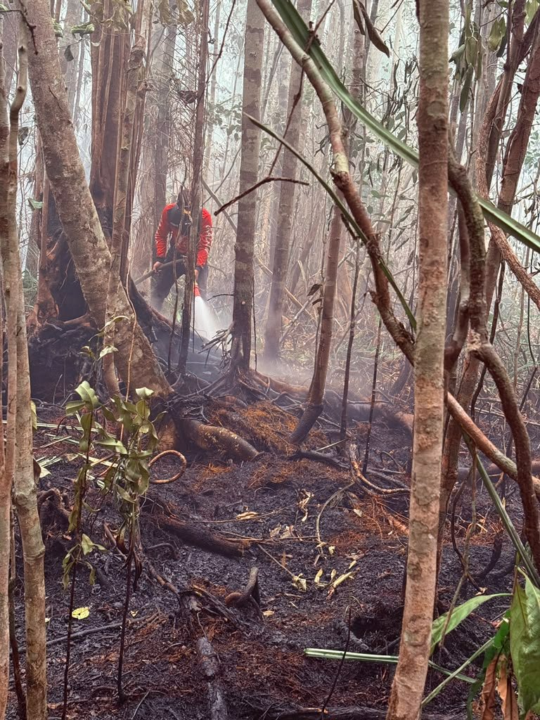 Save Borneo's Rainforests – From Fire to Recovery campaign photo, 4 of 8