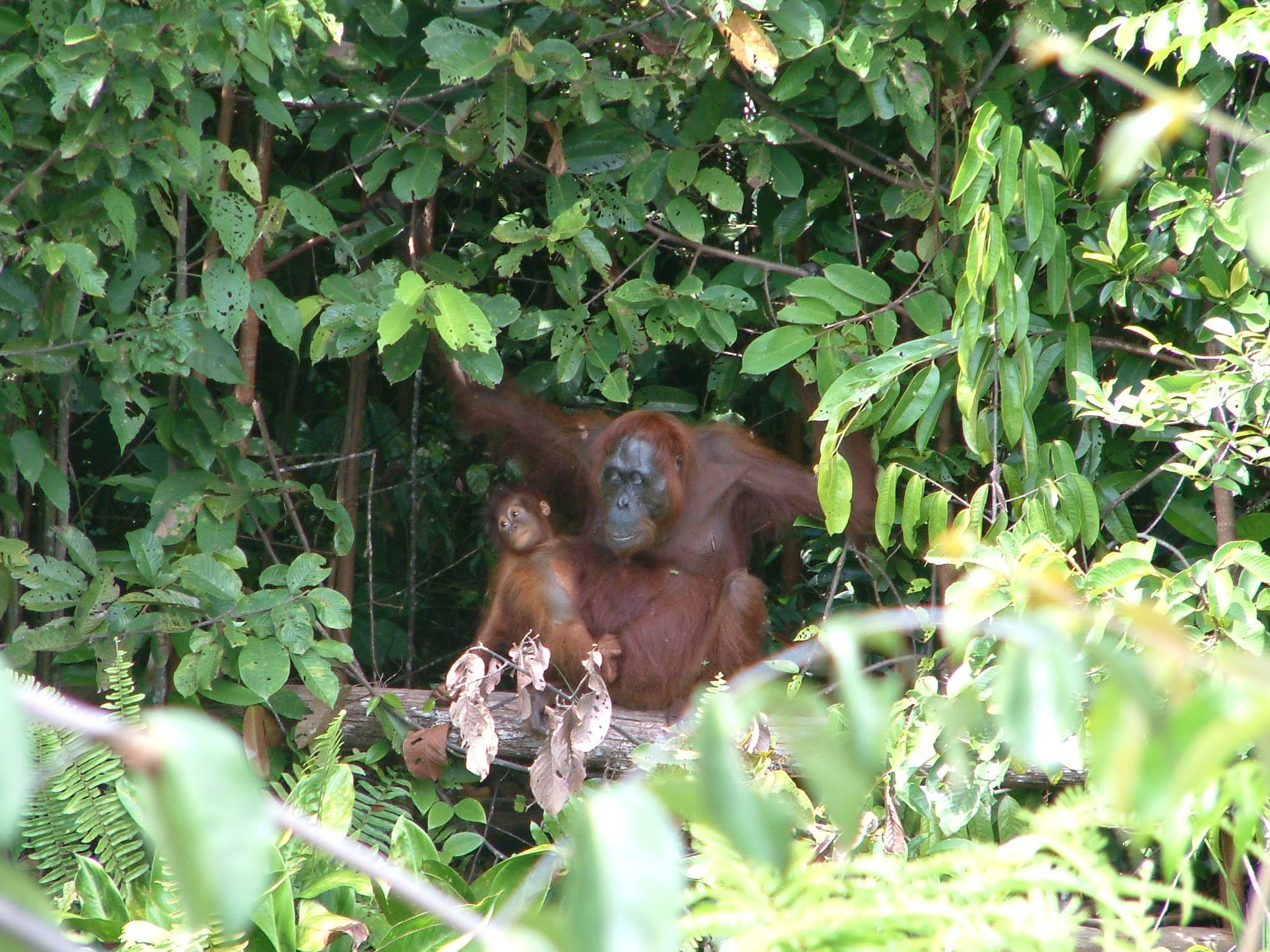 Save Borneo's Rainforests – From Fire to Recovery campaign photo, 6 of 8
