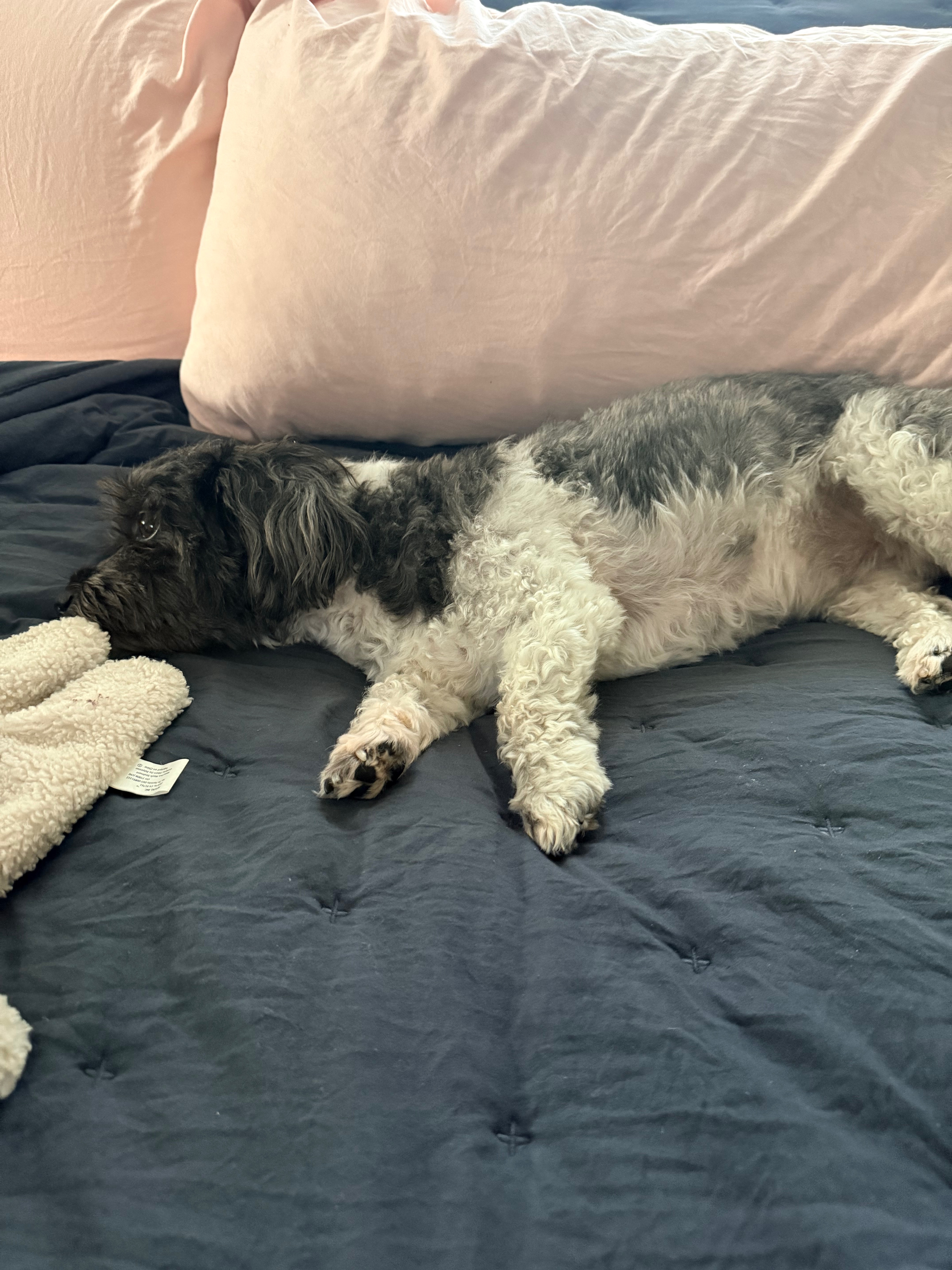 Help My Dog Get ACL Surgery campaign photo, 4 of 7