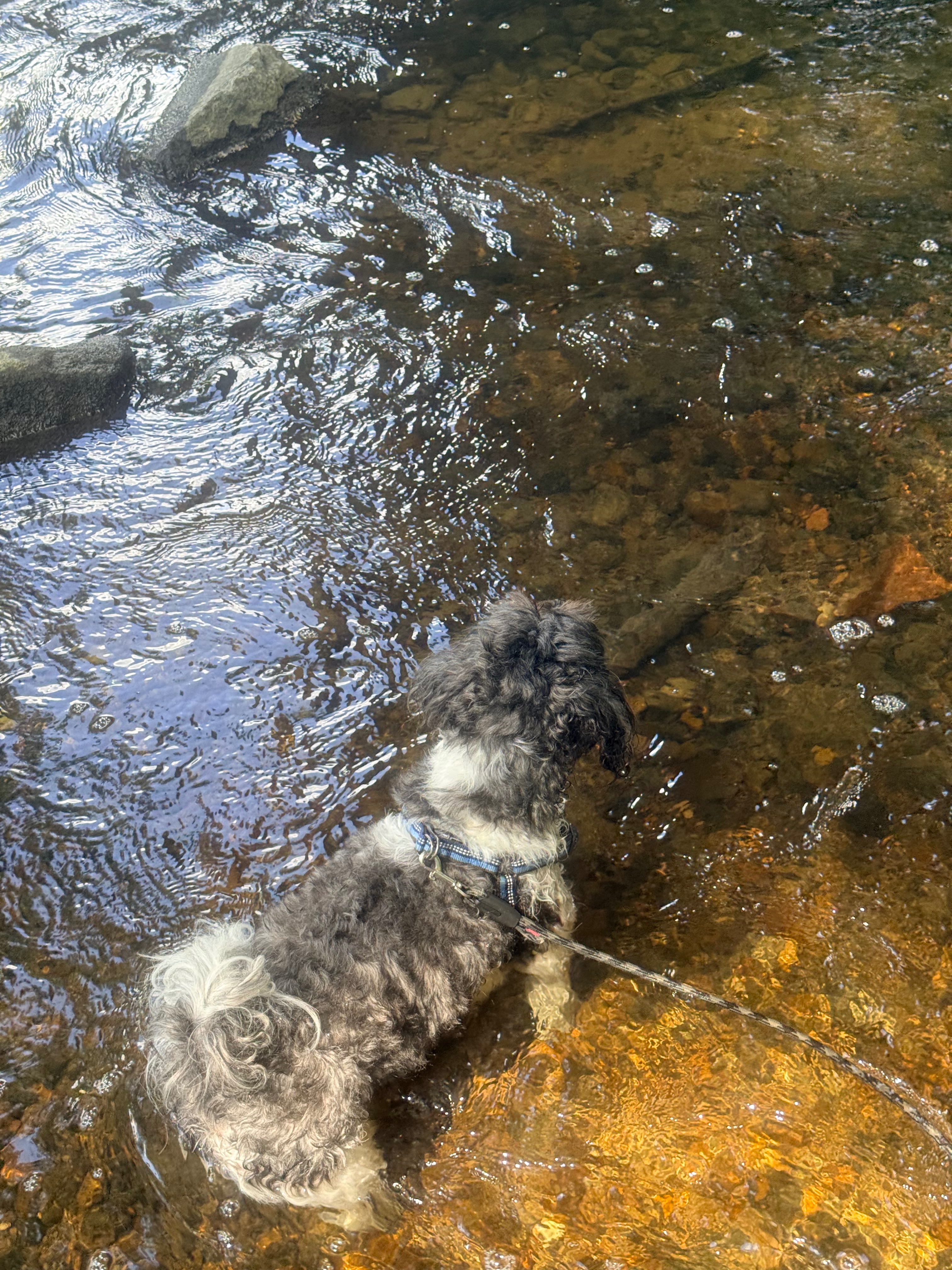 Help My Dog Get ACL Surgery campaign photo, 5 of 7