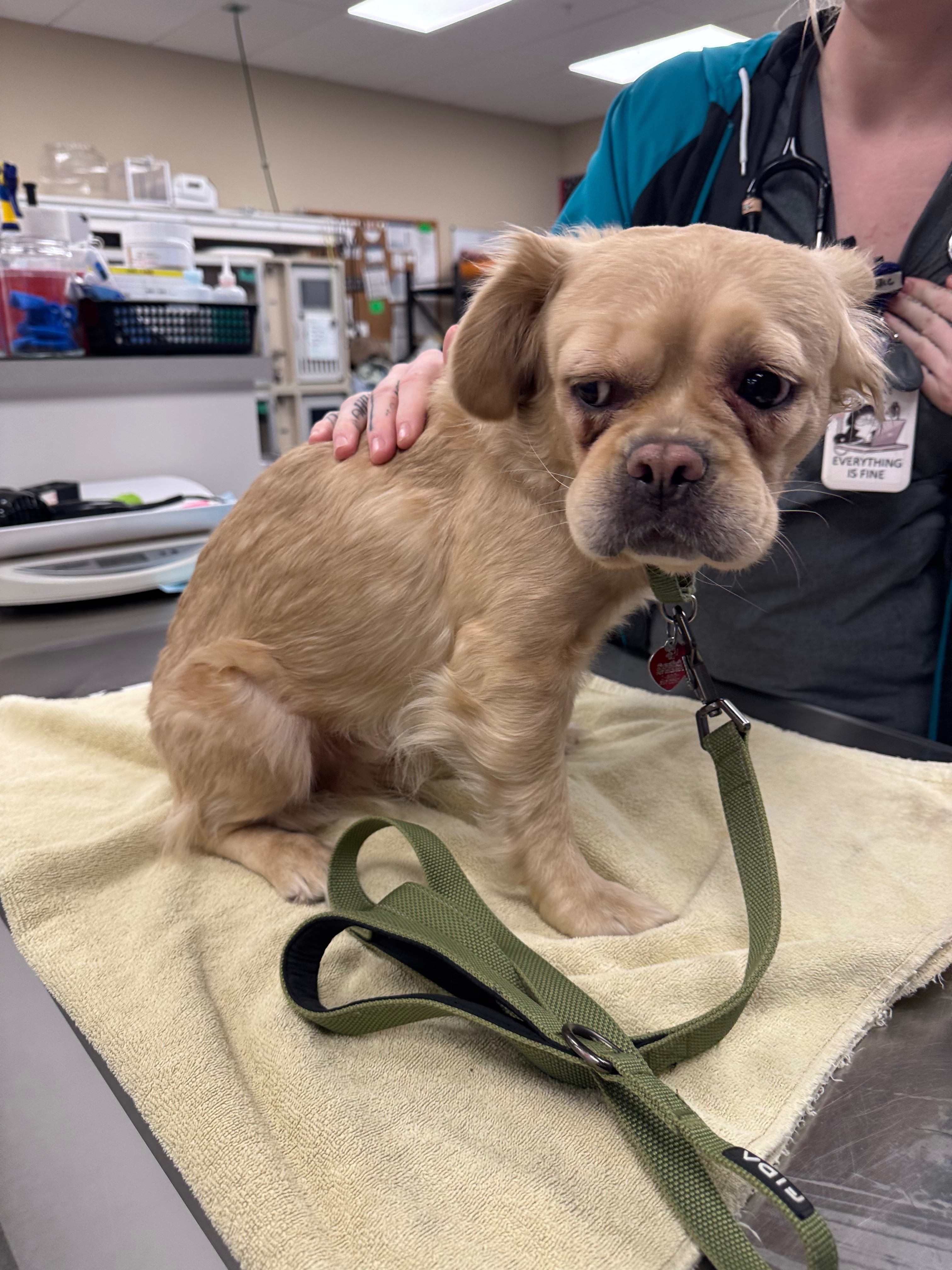 Taters Emergency Ultrasound And Diagnostic Fund campaign photo, 5 of 10