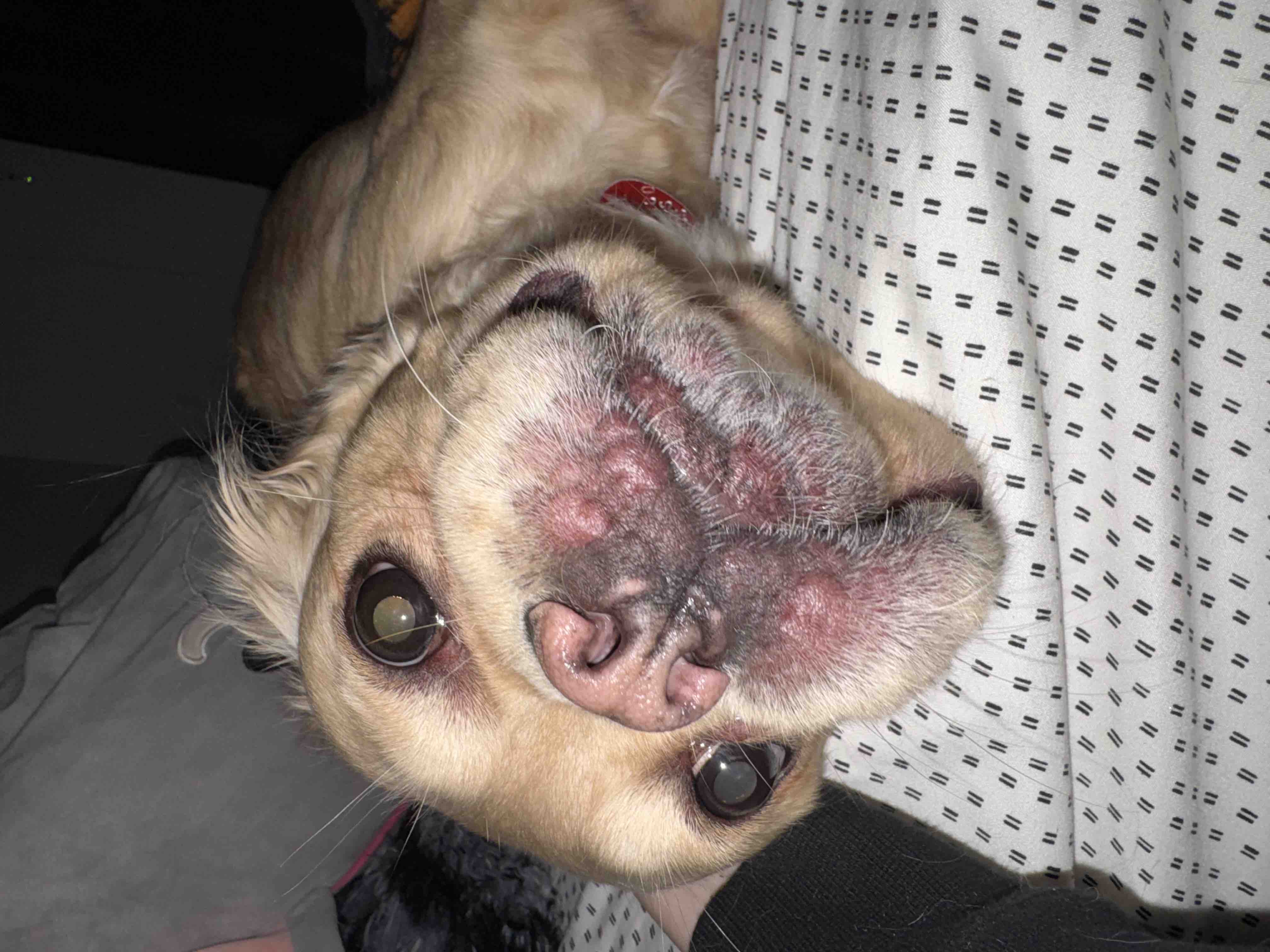 Taters Emergency Ultrasound And Diagnostic Fund campaign photo, 7 of 10