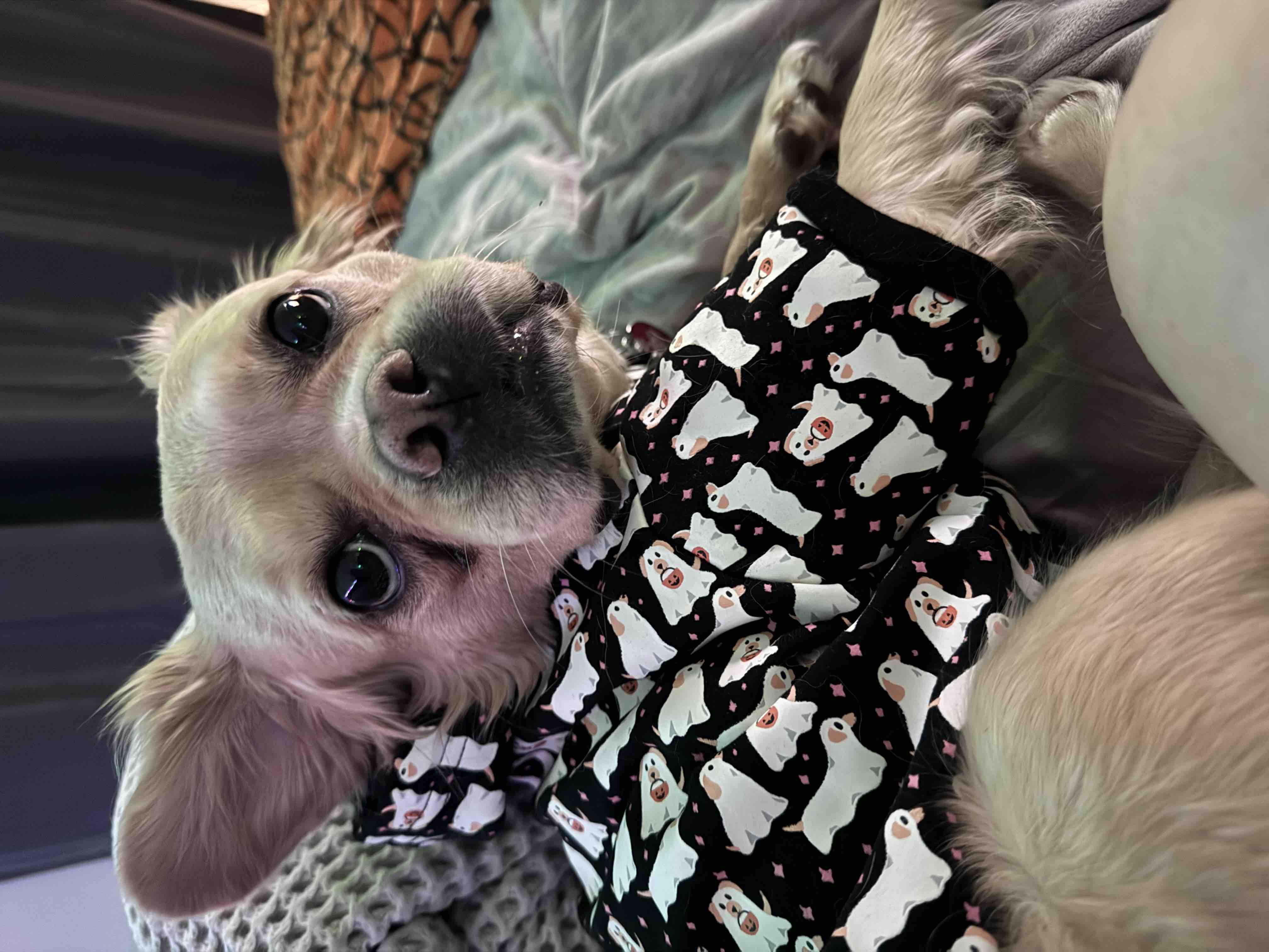 Taters Emergency Ultrasound And Diagnostic Fund campaign photo, 8 of 10