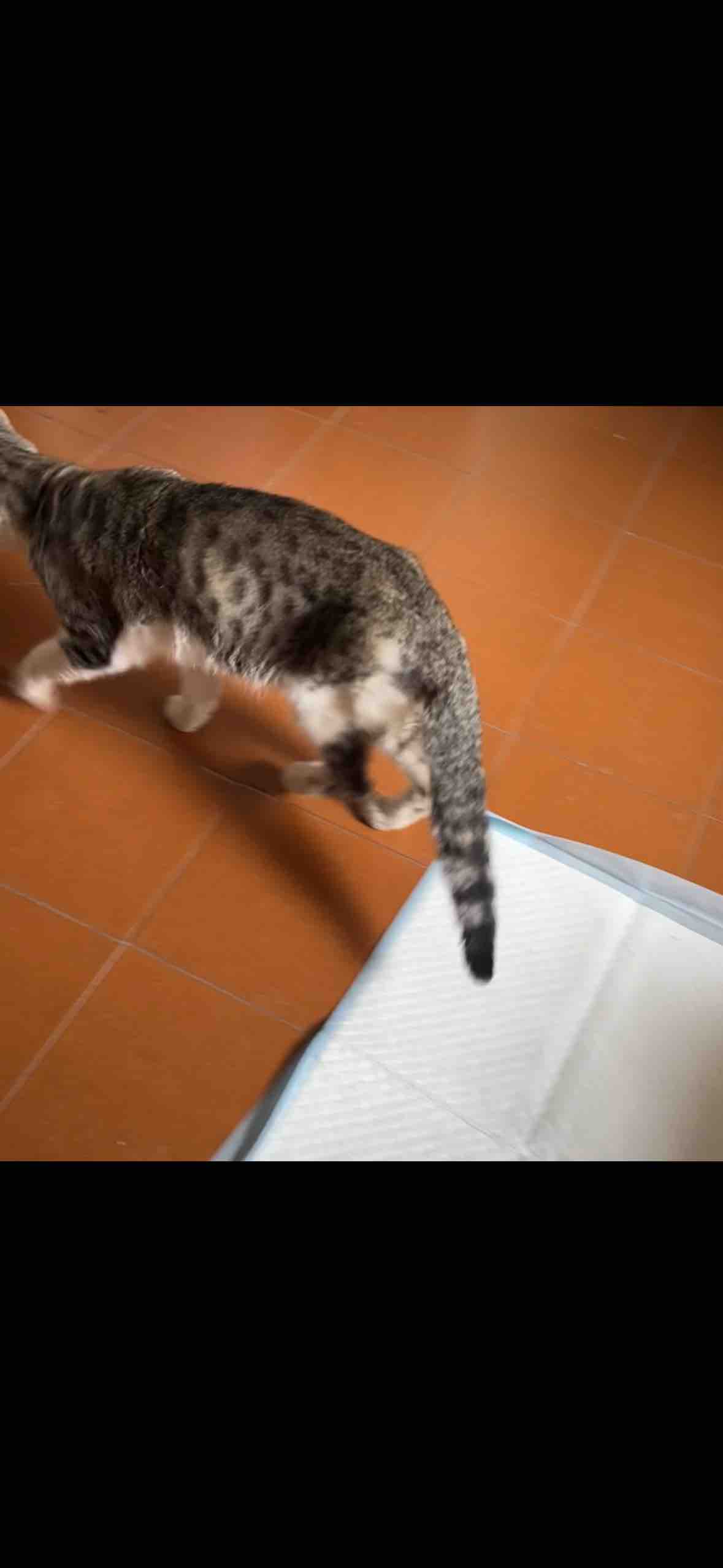 Foto della campagna Aiutiamo Romeo a camminare di nuovo., 4 di 8
