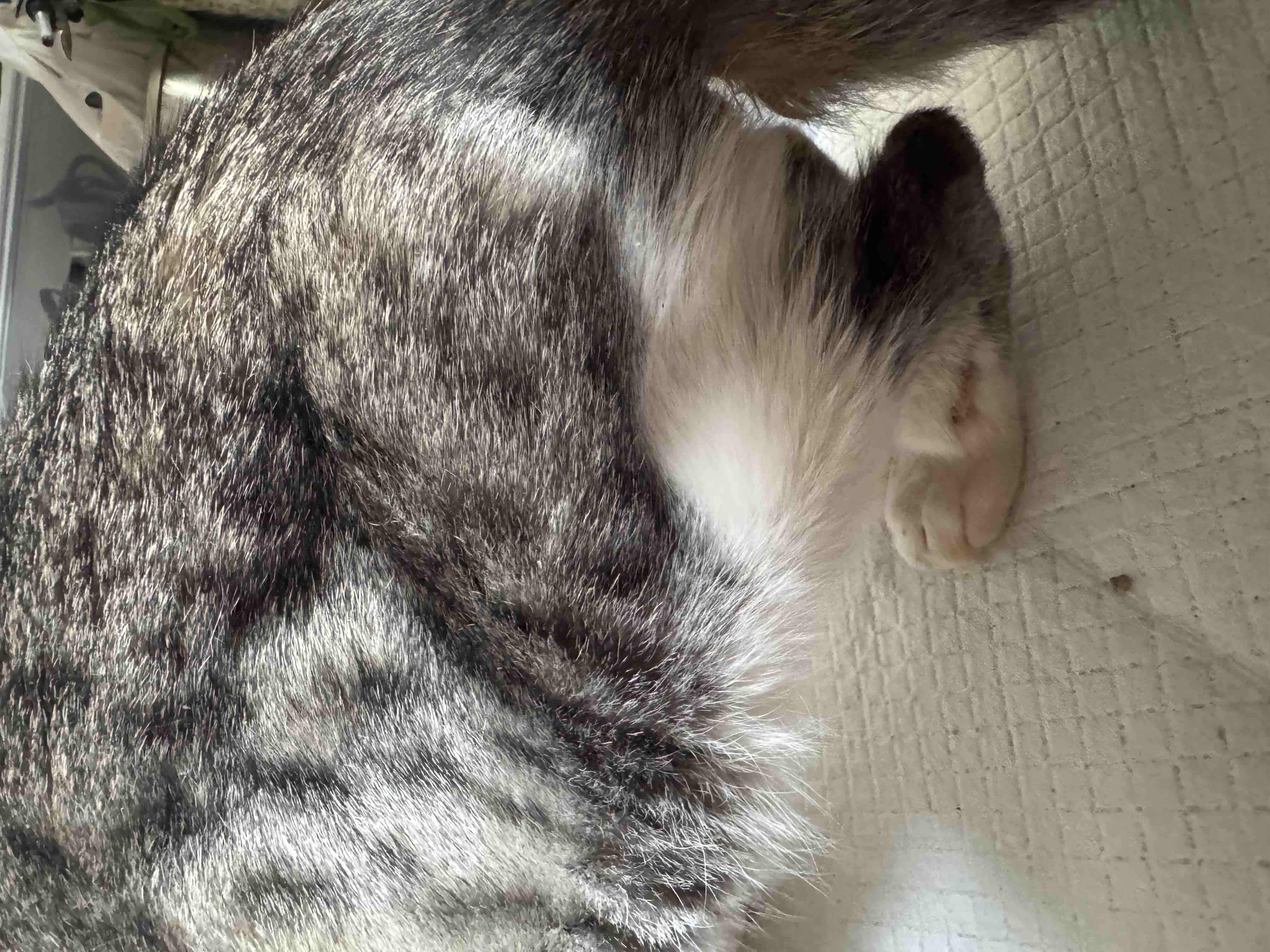 Foto della campagna Aiutiamo Romeo a camminare di nuovo., 5 di 8
