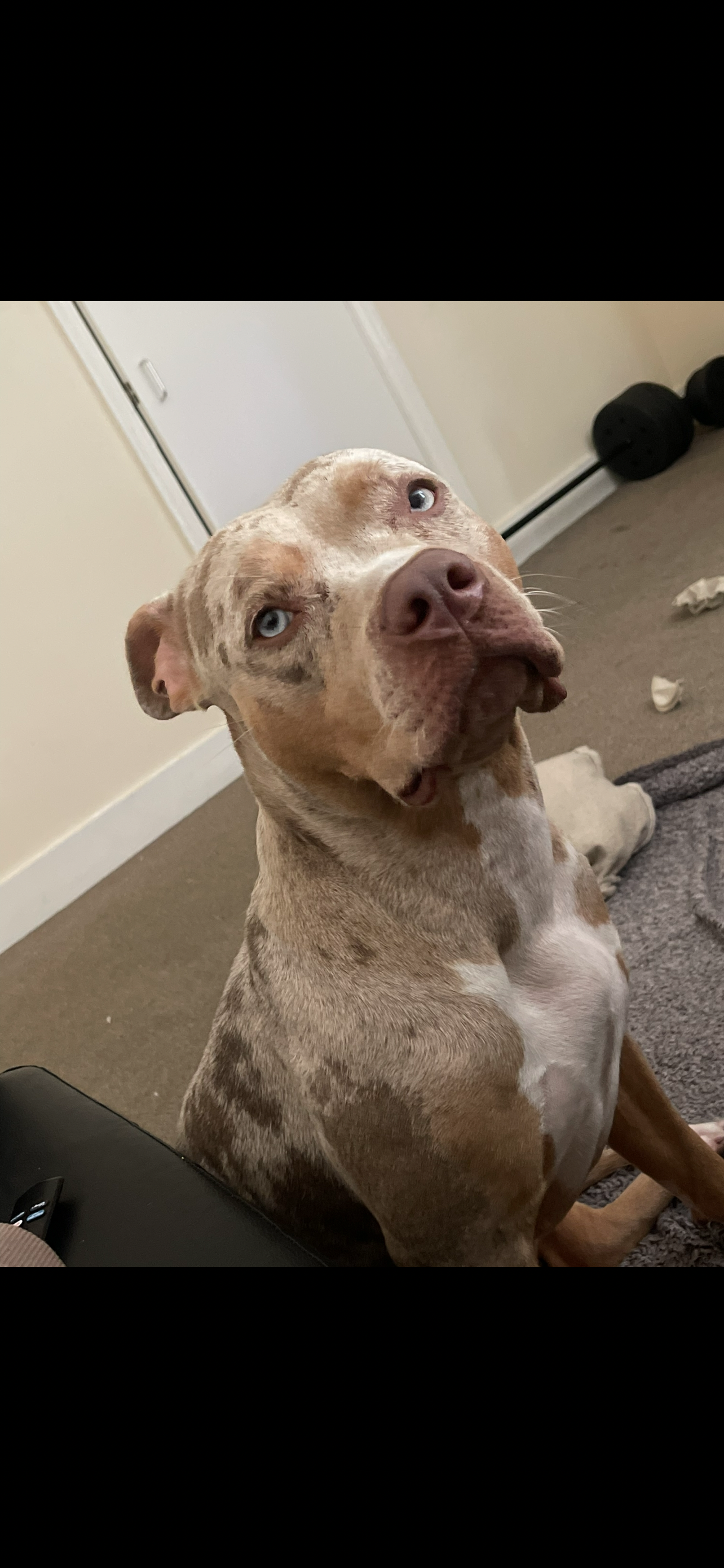 Reigns Pyometra Surgery campaign photo, 2 of 7