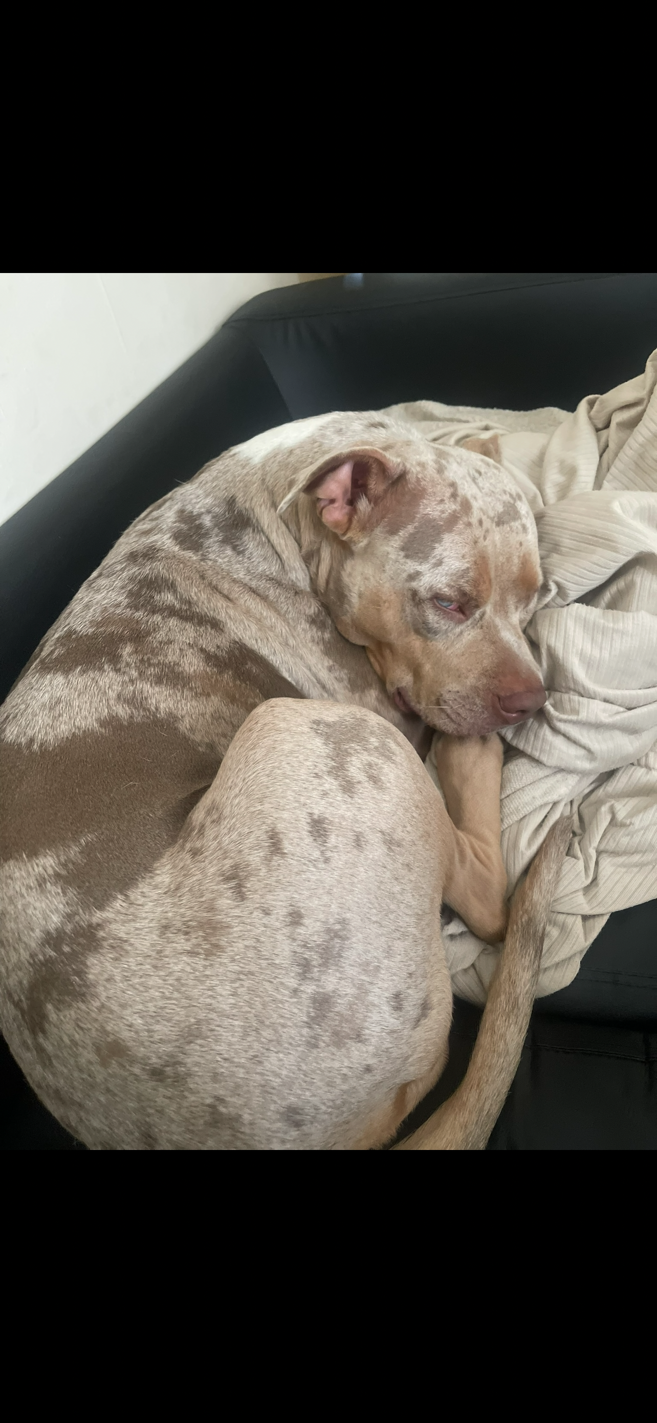 Reigns Pyometra Surgery campaign photo, 4 of 7