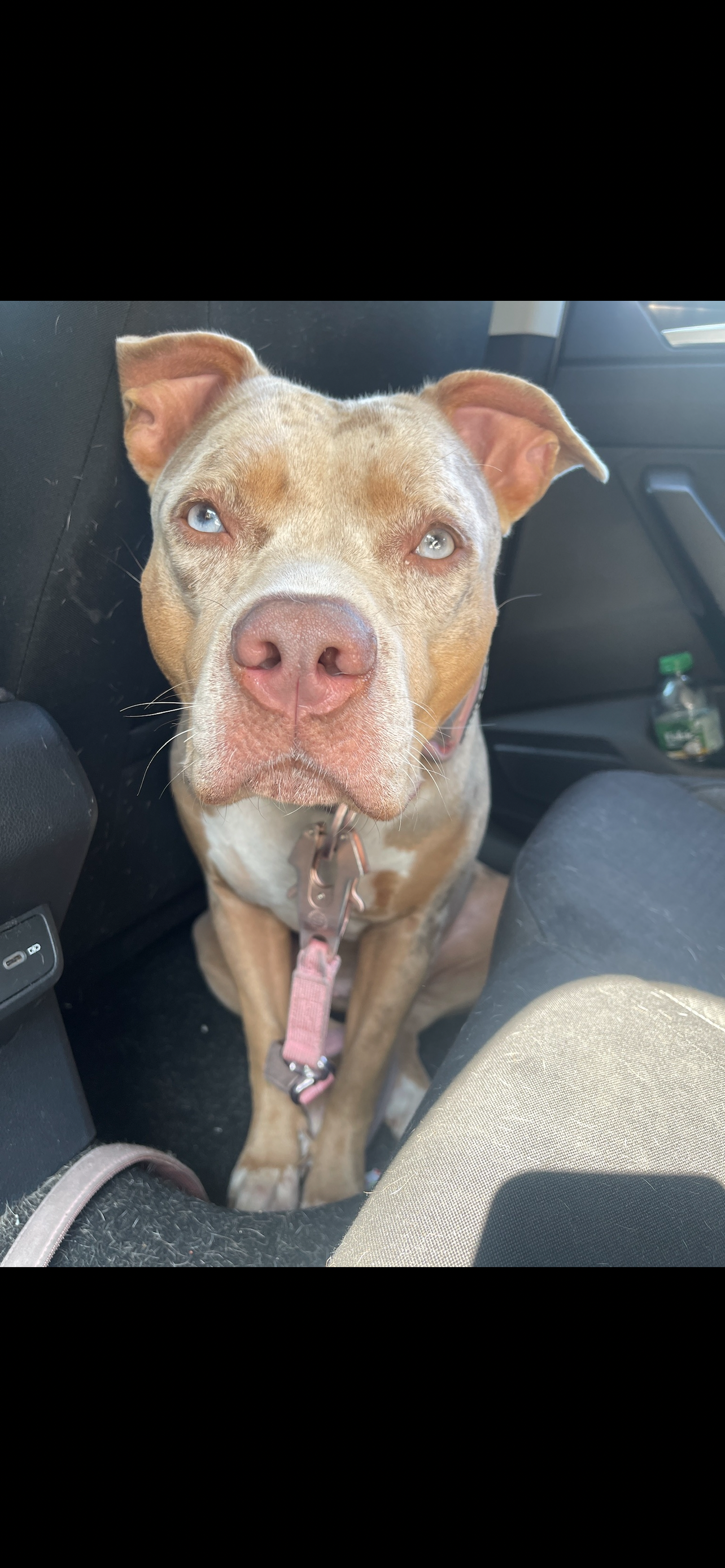 Reigns Pyometra Surgery campaign photo, 5 of 7