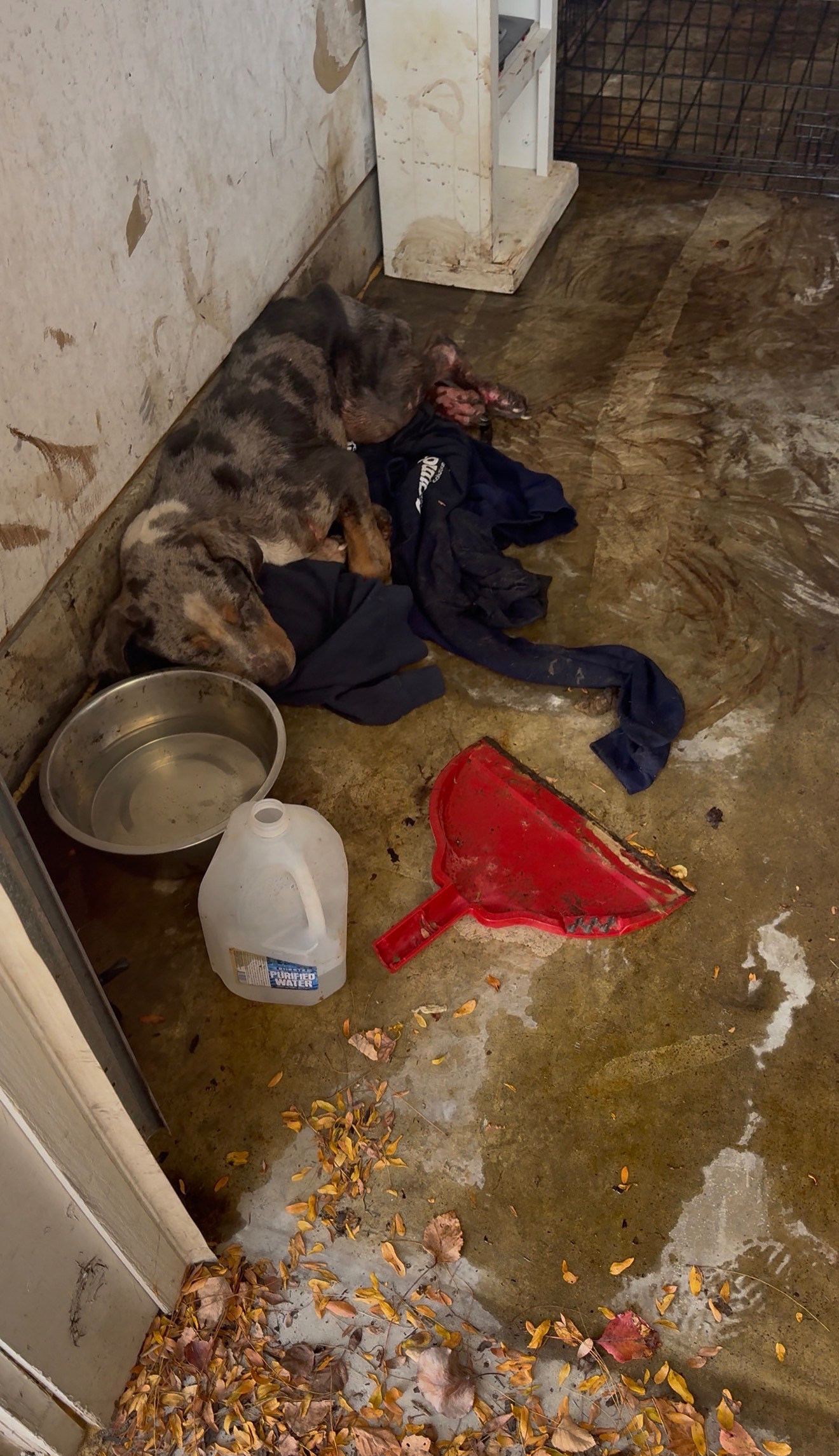 Fundraiser by KaJohn Dickson : Care for My Rescued Dog