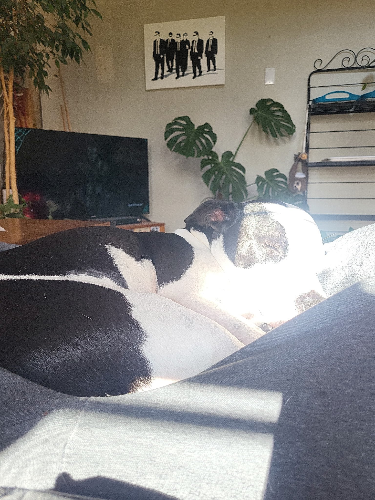 Fundraiser by Lani Godden : Bronx leg surgery