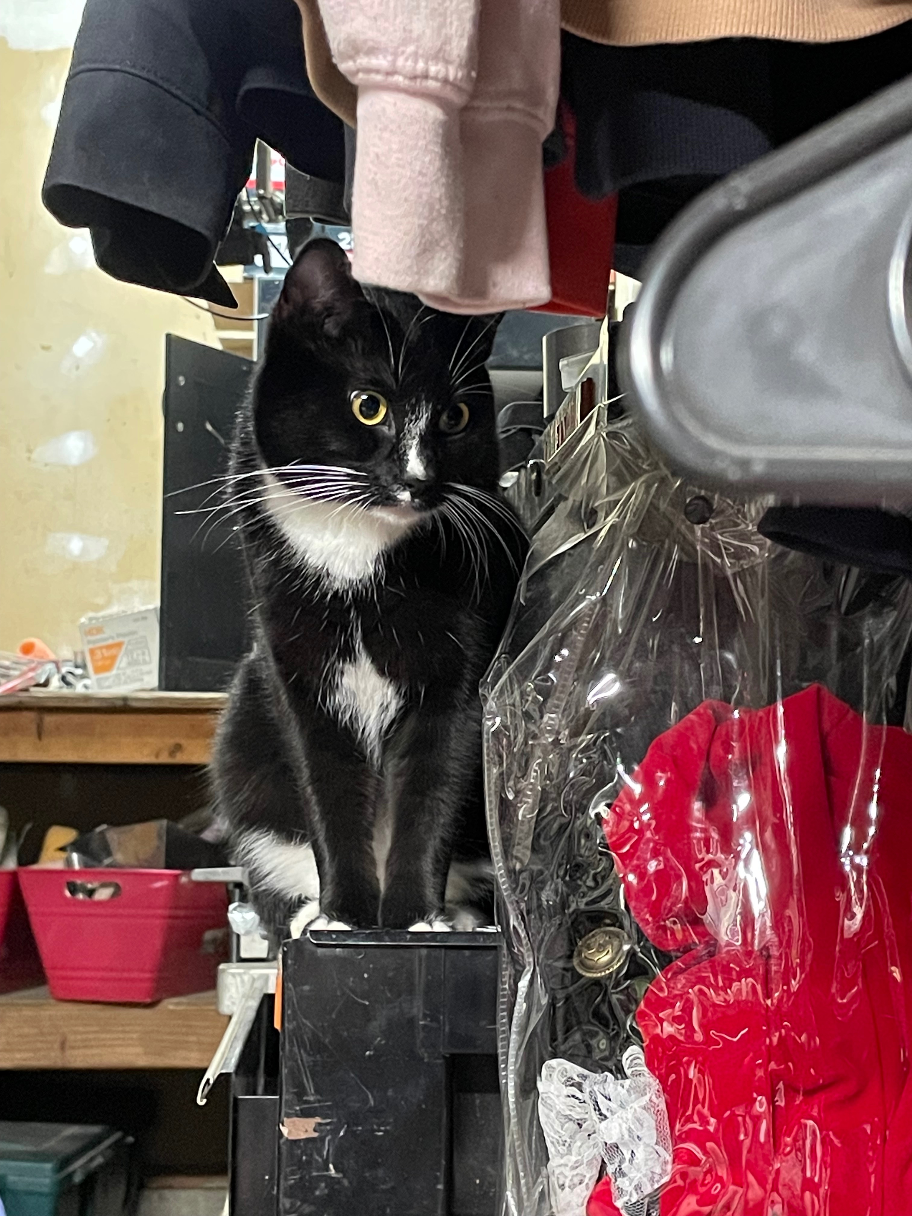 Photo de la campagne Magik Needs Urgent GI Blockage Surgery, 2 sur 8