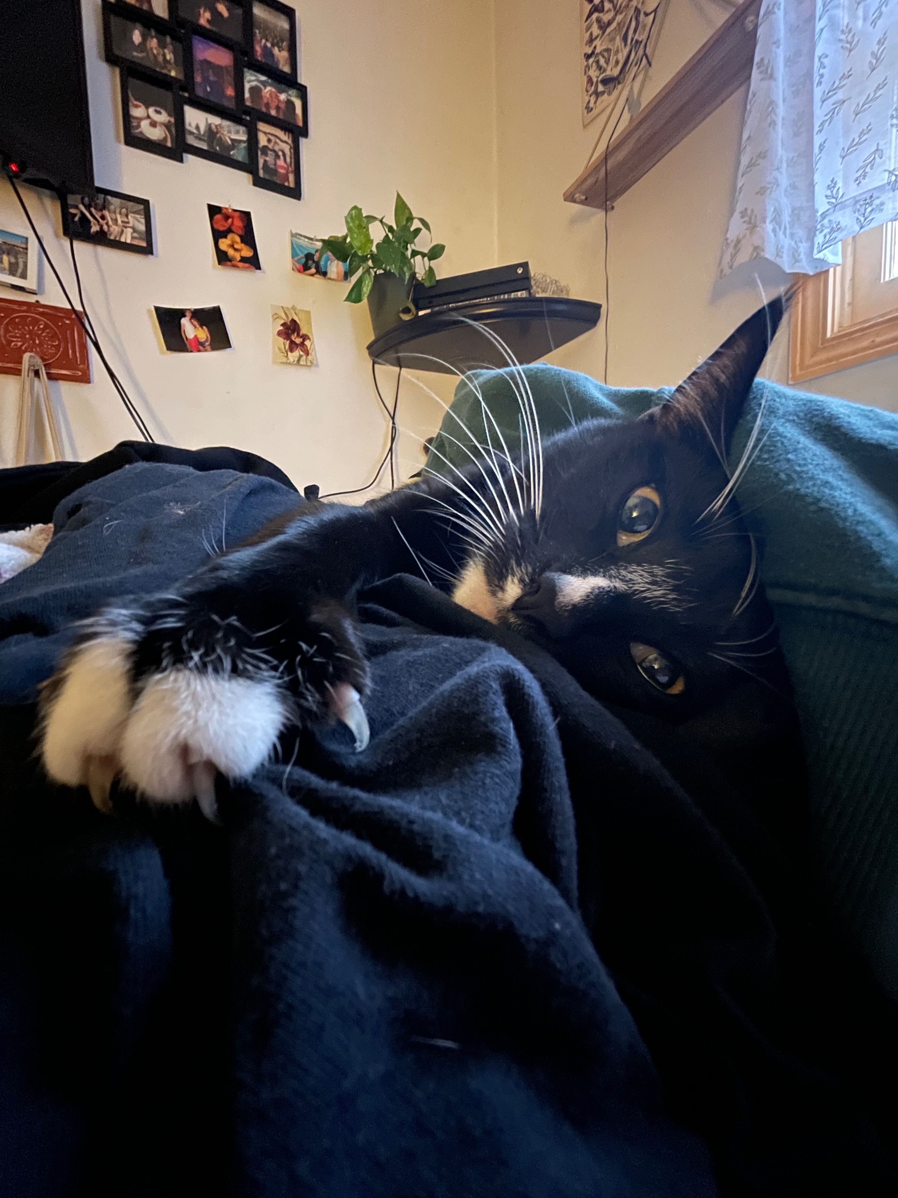 Photo de la campagne Magik Needs Urgent GI Blockage Surgery, 4 sur 8