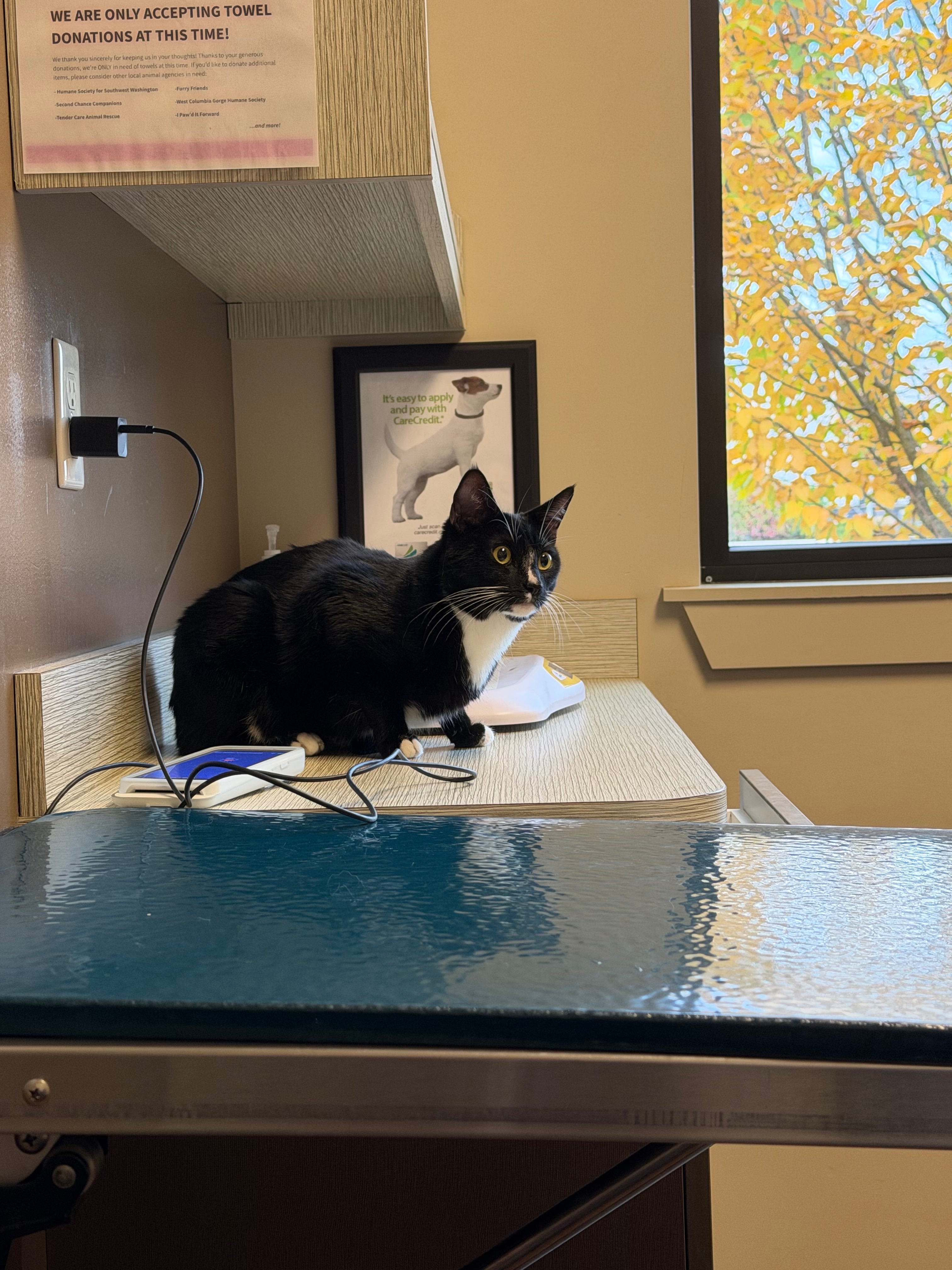 Photo de la campagne Magik Needs Urgent GI Blockage Surgery, 7 sur 8