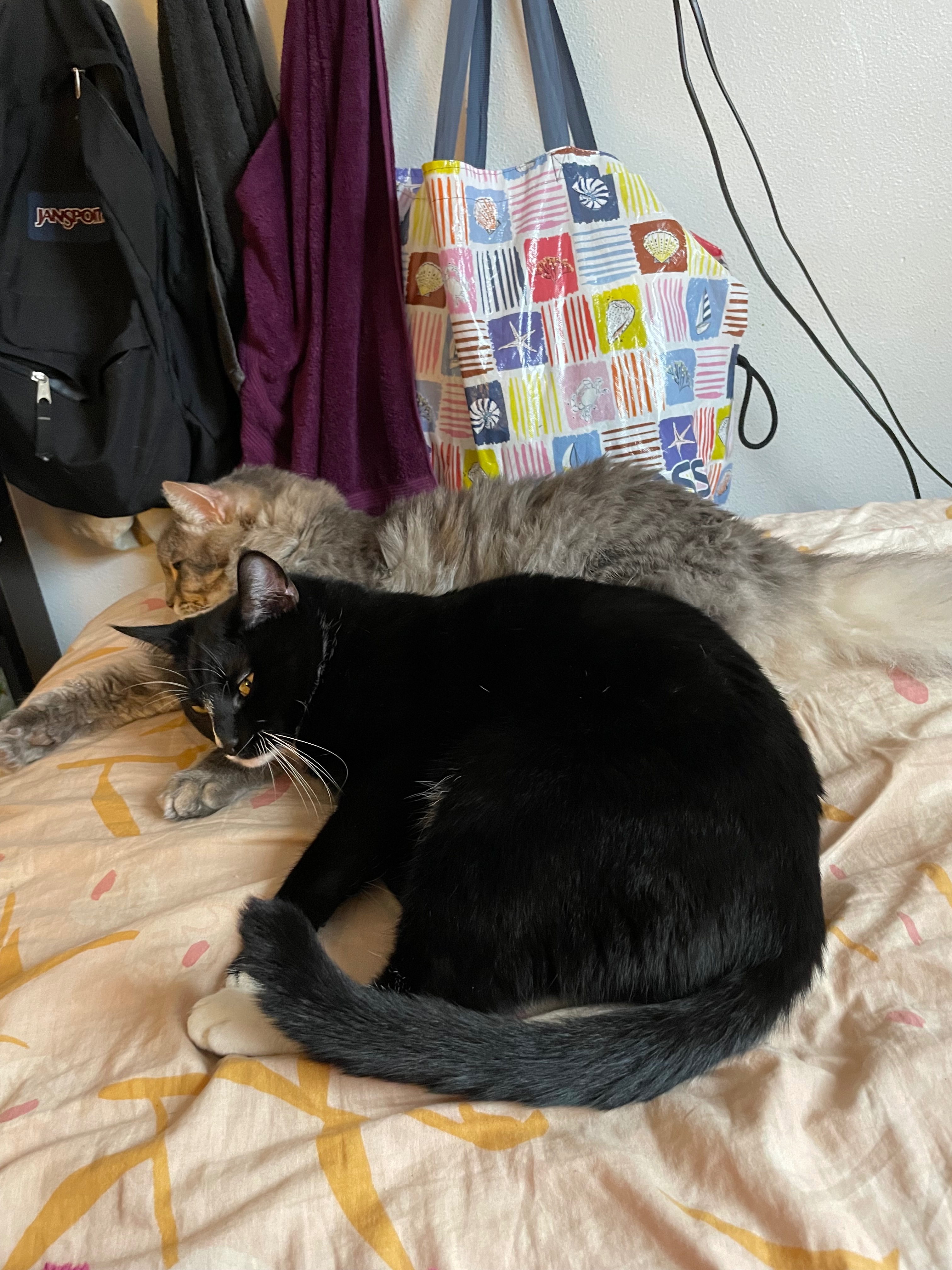Photo de la campagne Magik Needs Urgent GI Blockage Surgery, 5 sur 8