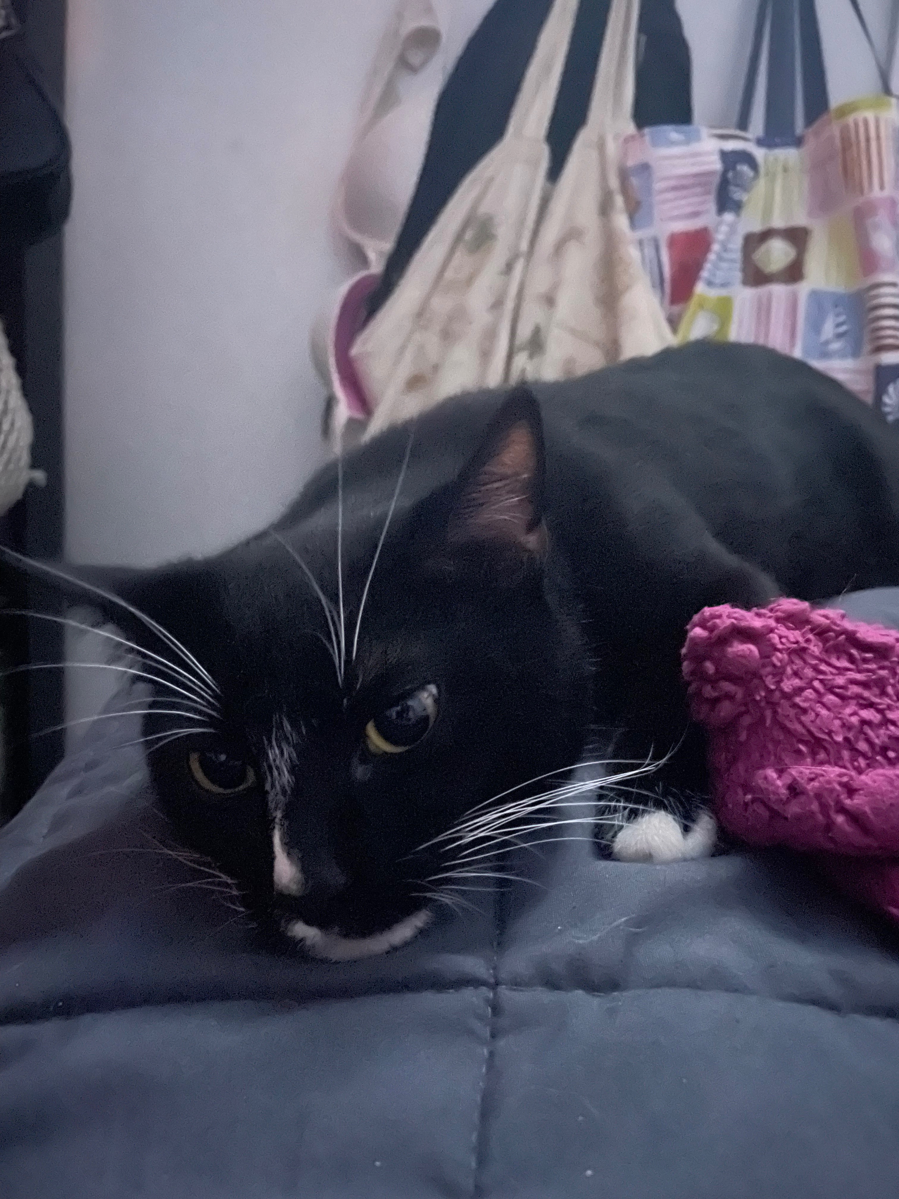 Photo de la campagne Magik Needs Urgent GI Blockage Surgery, 6 sur 8