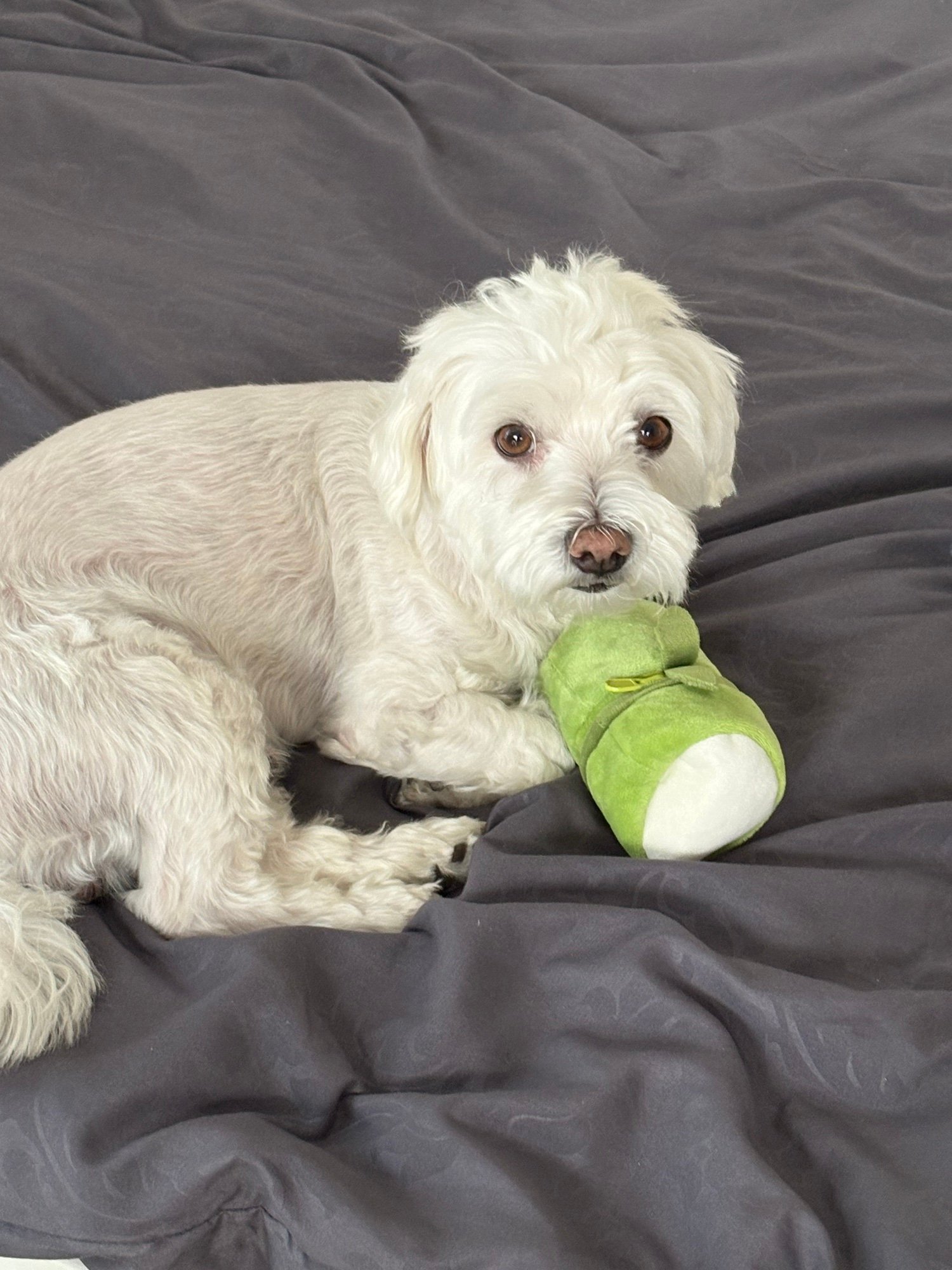 Help Pufi walk without pain again campaign photo, 2 of 5