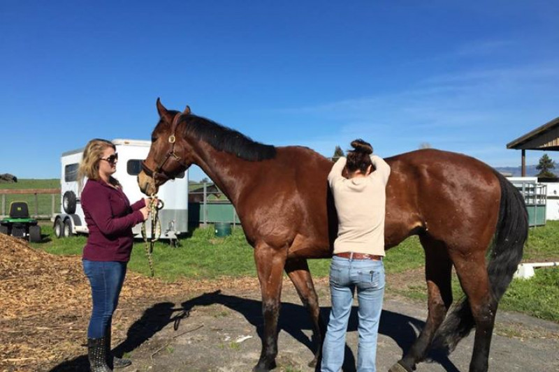 Fundraiser for Strong's Second Chance Ranch by Mary Enright Strong Strong's 2nd Chance Ranch