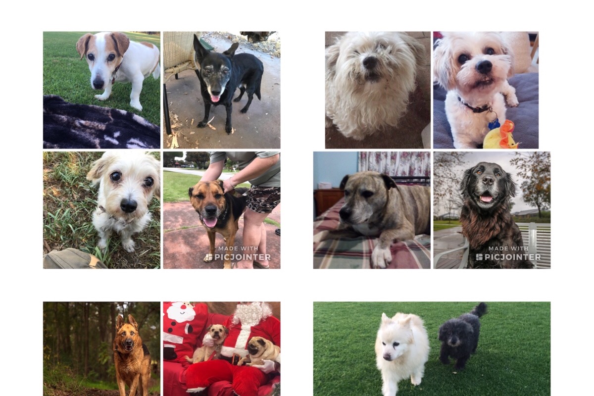 Fundraiser by Best Friends Animal Rescue Build a Senior Dog